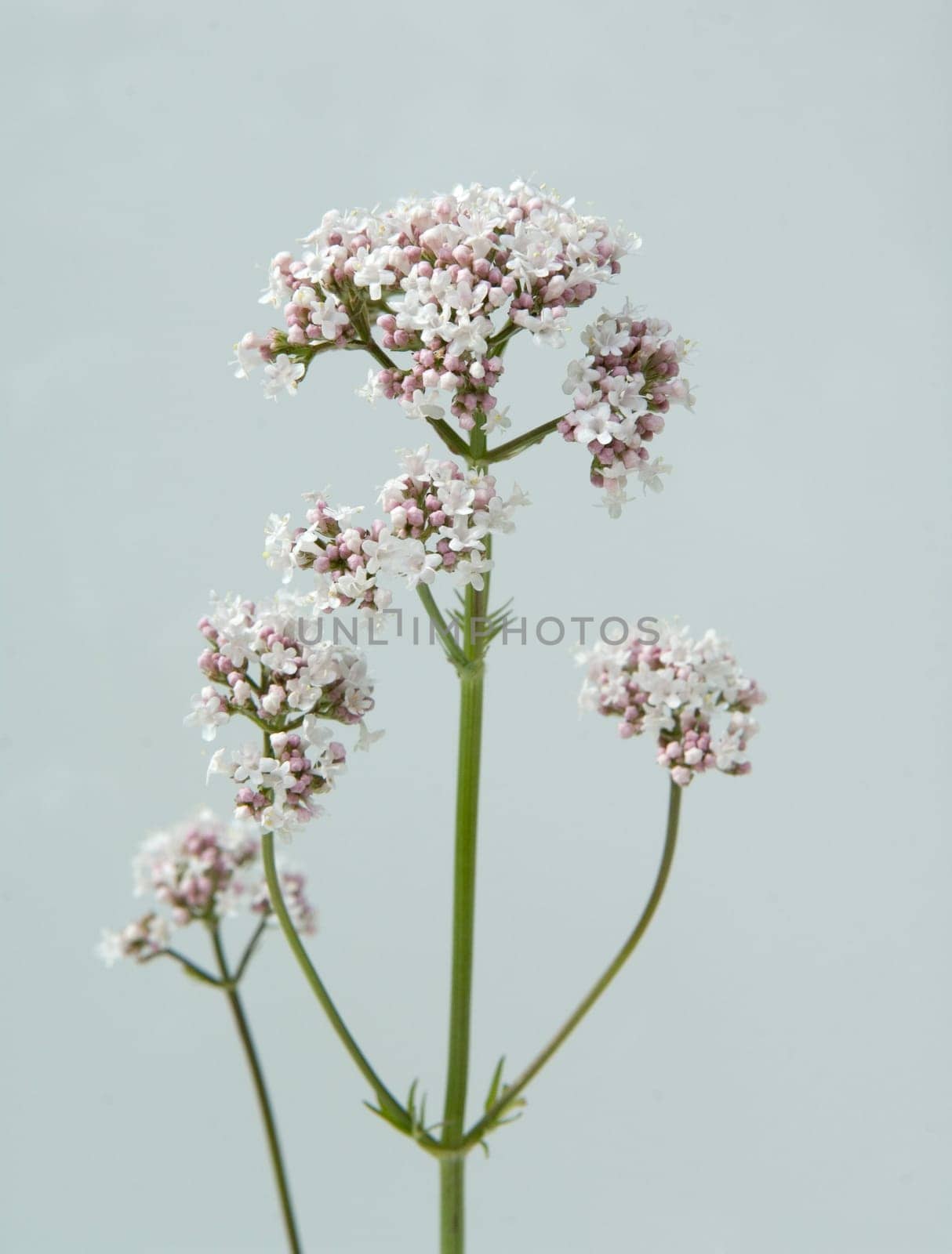 Baldrianbluete  Valeriana officinalis
