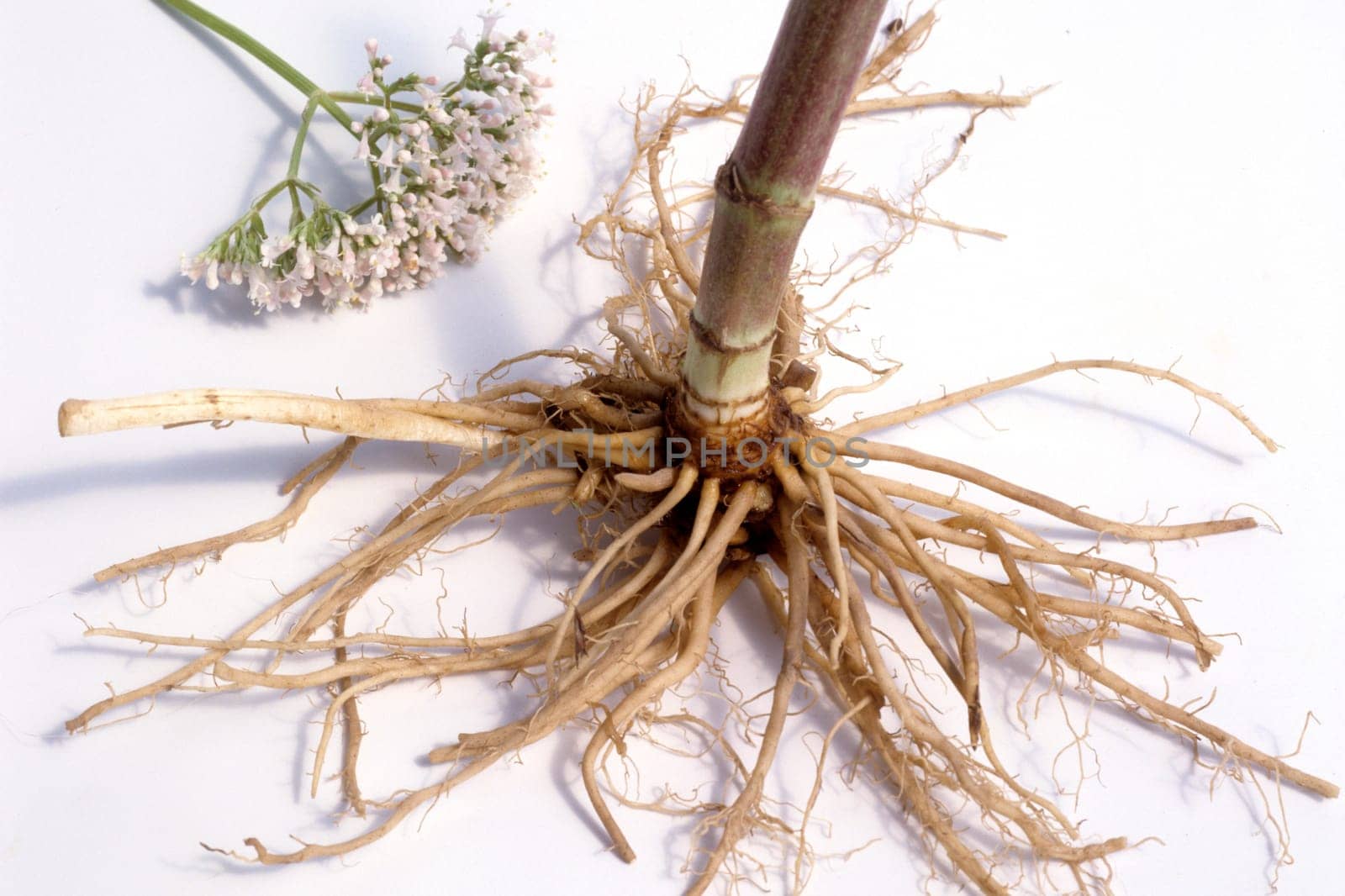 Baldrian, Baldrianbluete, Valeriana, officinalis, Heilpflanze