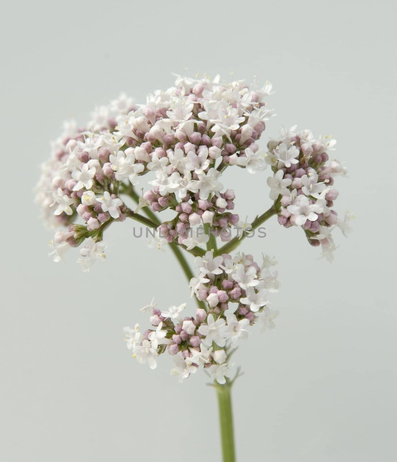 Baldrian, Baldrianbluete, Valeriana, officinalis, Heilpflanze