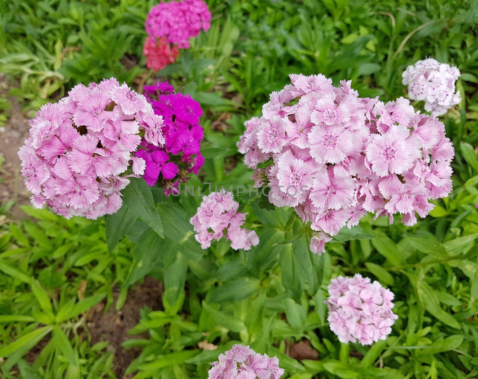 Bartnelke, Dianthus barbatus, ist eine Nelke mit bunten Blueten. Sie ist eine wichtige Heilpflanze und wird auch in der Medizin verwendet. The carnation, Dianthus barbatus, is a carnation with colorful flowers. It is an important medicinal plant and is also used in medicine.