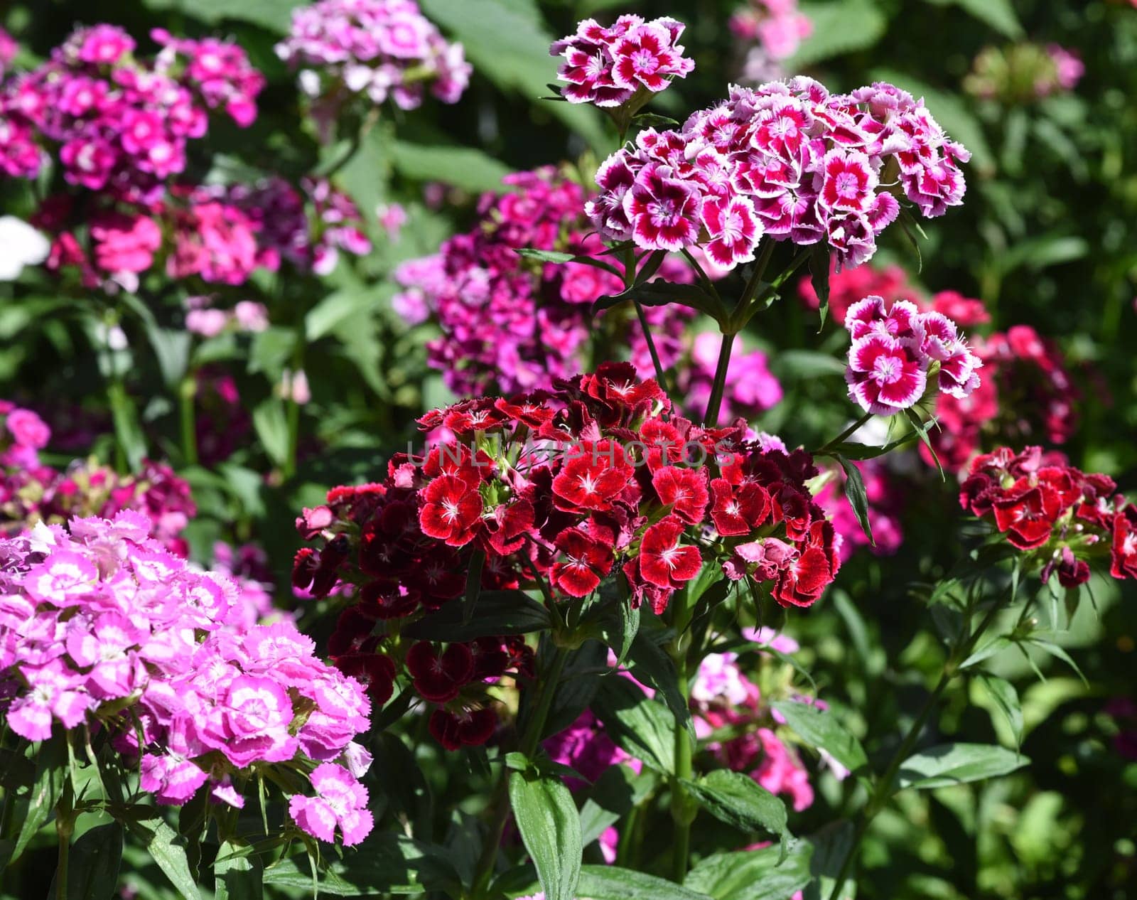 Bartnelke, Dianthus barbatus, ist eine Nelke mit bunten Blueten. Sie ist eine wichtige Heilpflanze und wird auch in der Medizin verwendet. The carnation, Dianthus barbatus, is a carnation with colorful flowers. It is an important medicinal plant and is also used in medicine.