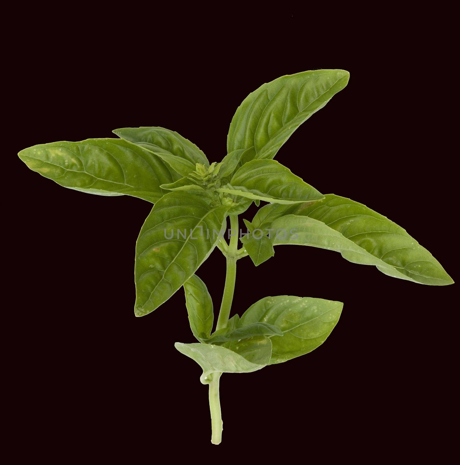 Basilikum  Ocimum  basilicum  Heilpflanze