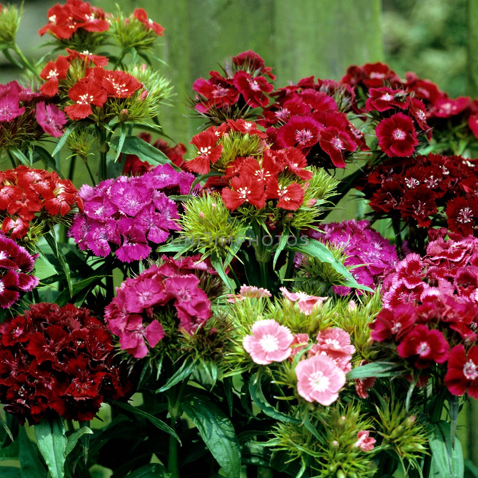 Bartnelke, Dianthus barbatus