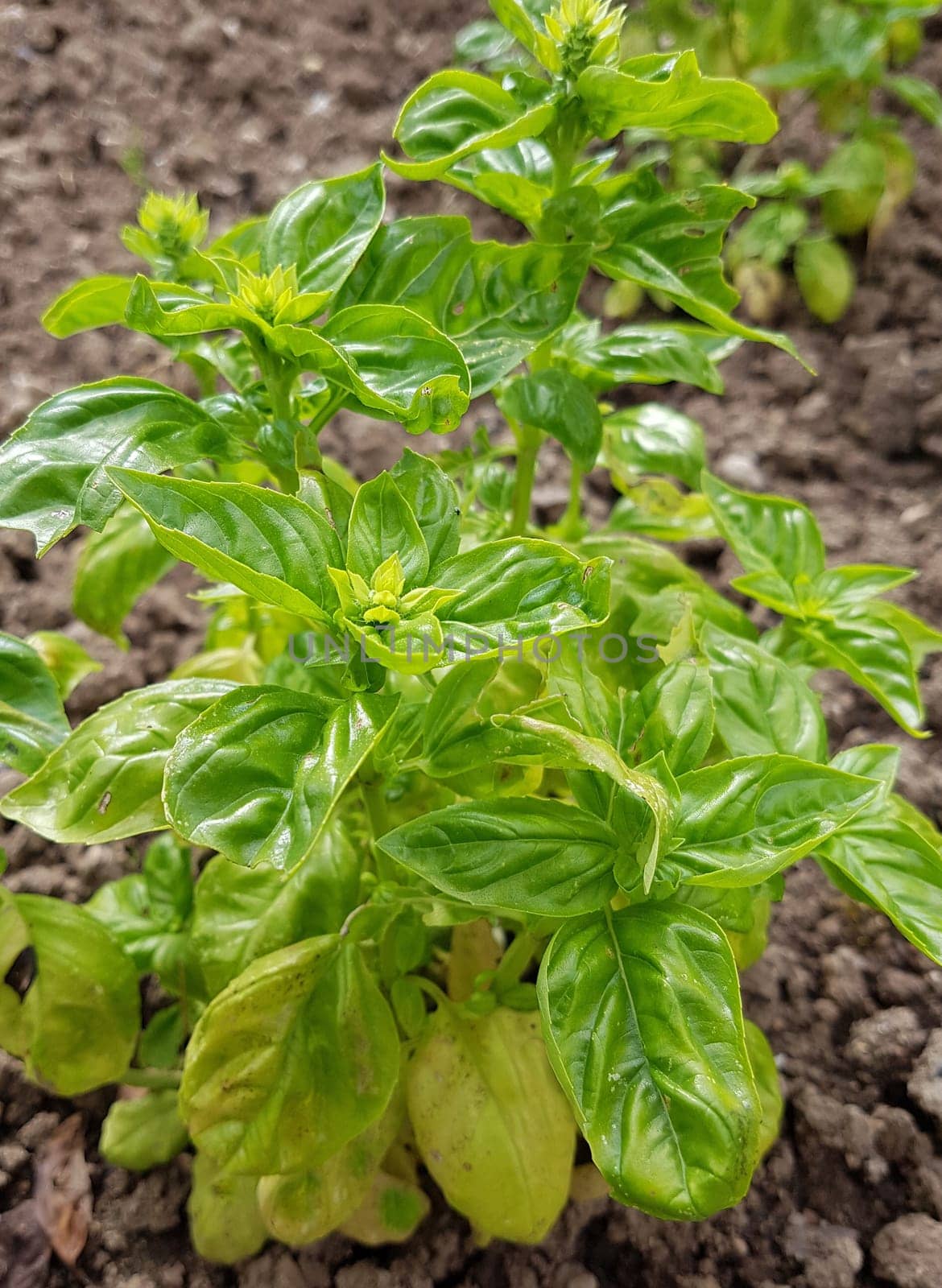 Basilikum  Ocimum  basilicum  Heilpflanze