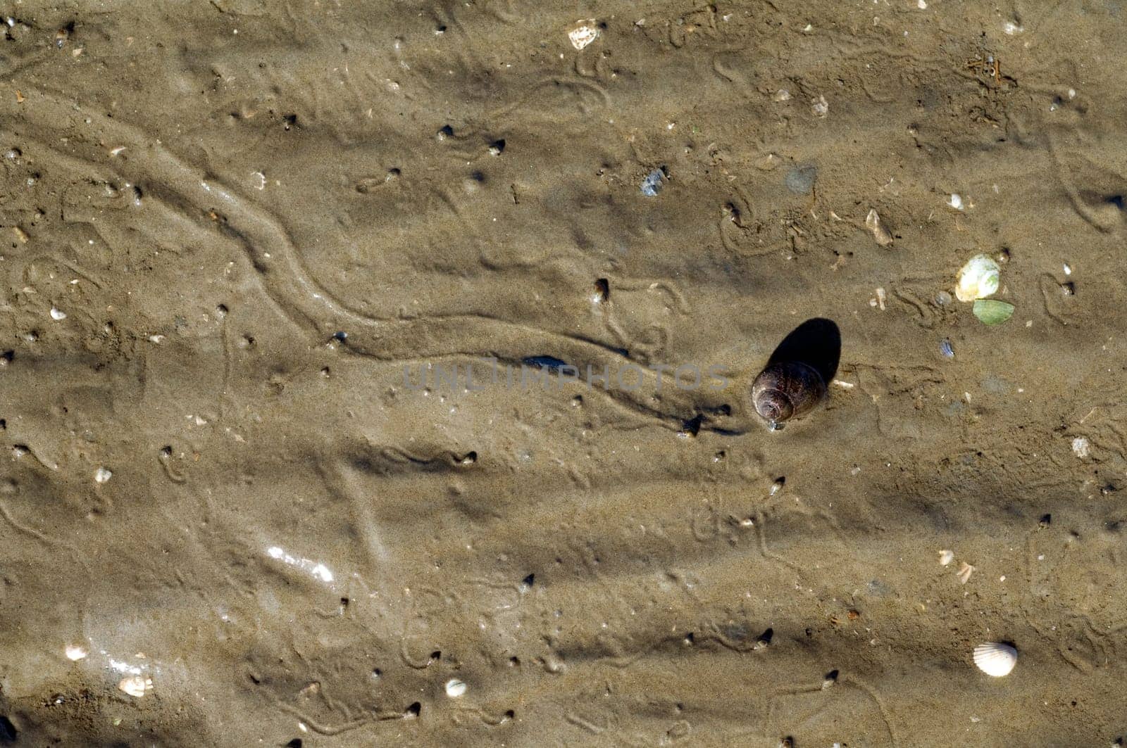 Bandfoermige Spuren, Strandschnecke