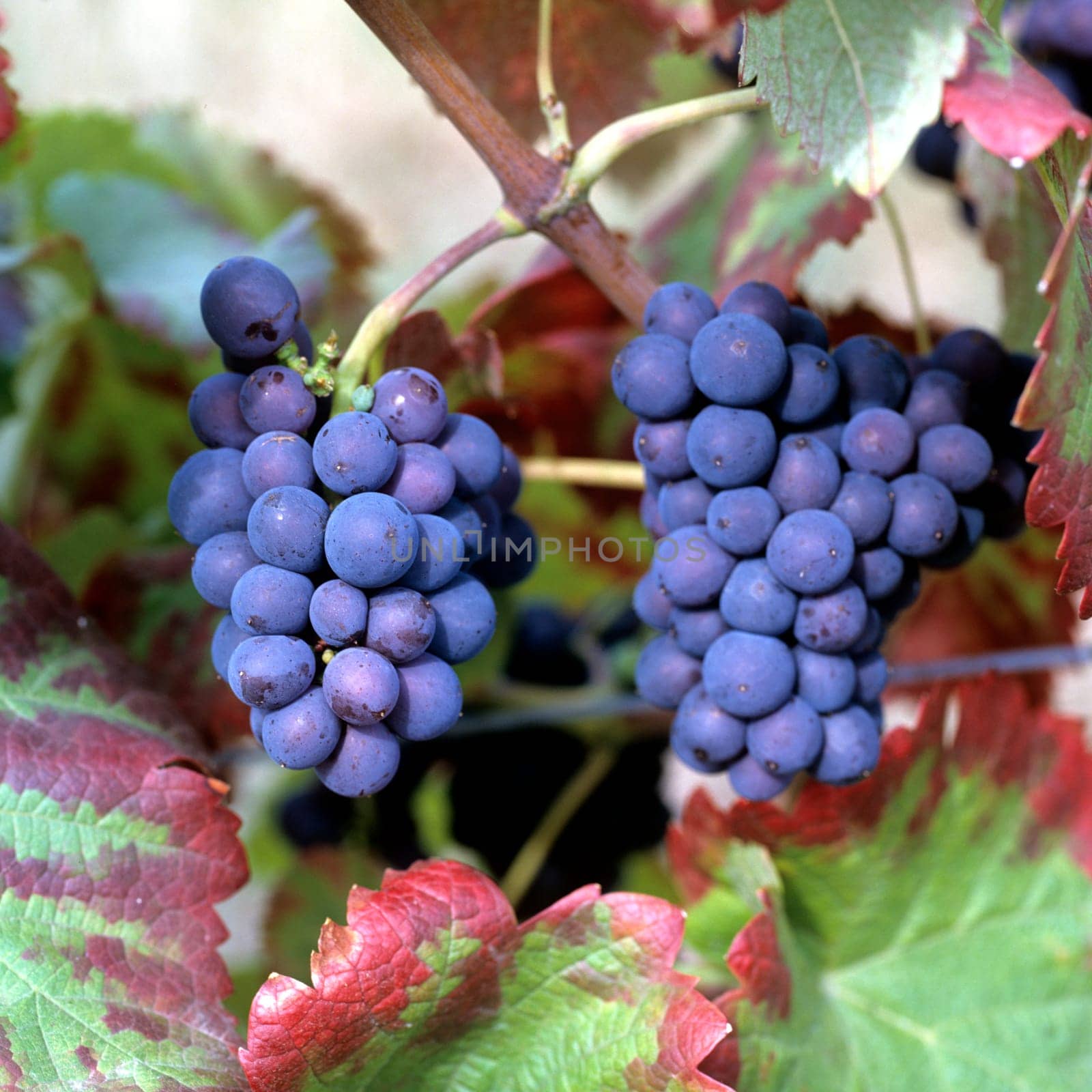 Bastardo, Rotwein, Rote Weintrauben, Wein, Weinpflanzen, Reben, Fruechte, Beeren, Obst,  -
