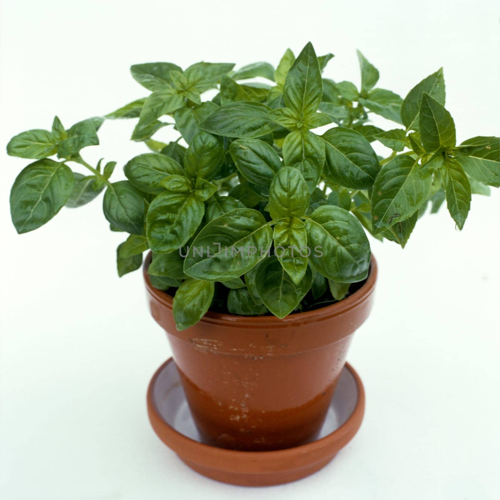 Basilikum  Ocimum  basilicum  Blatt,  .Heilpflanzen
