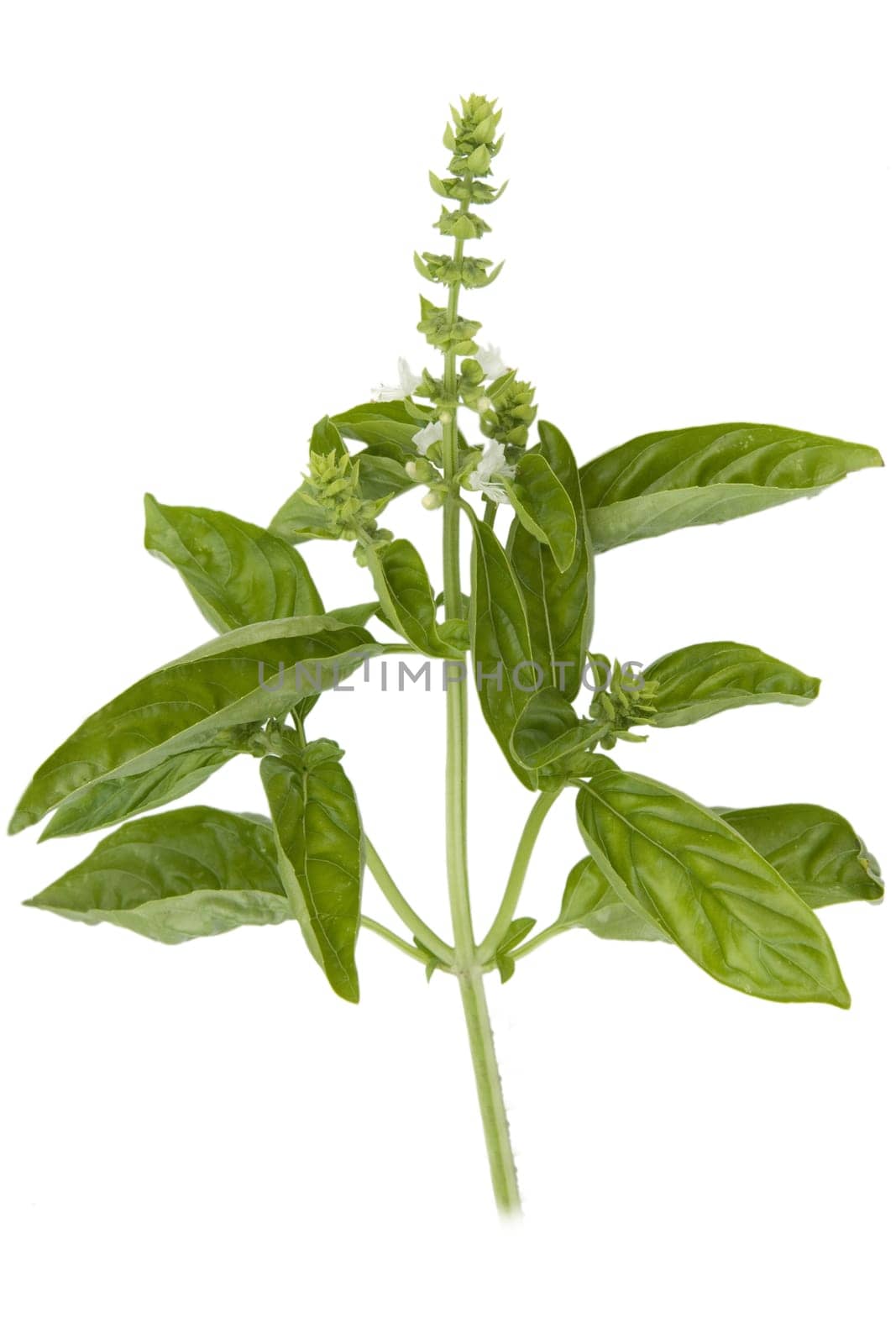 Basilikum  Ocimum  basilicum  Heilpflanze