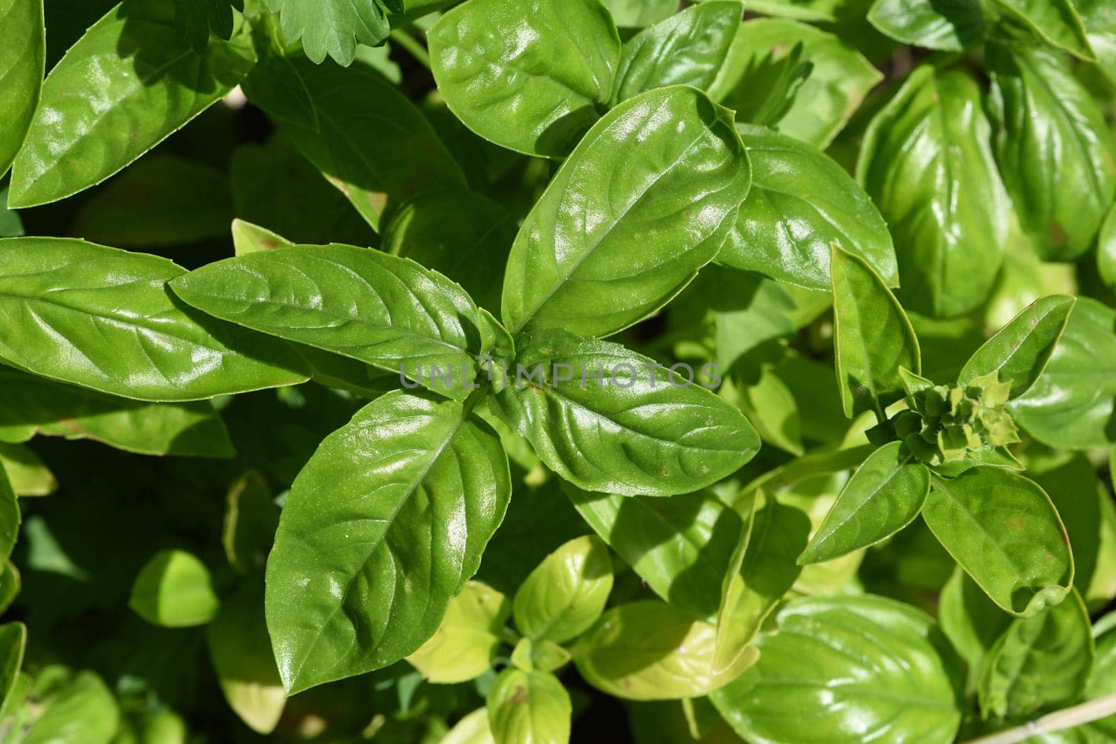 Basilikum, Ocimum basilicum, ist eine Heilpflanze und Kuechengewuerz mit gruenen Blaettern. Basil, Ocimum basilicum, is a medicinal plant and kitchen ware with green leaves.