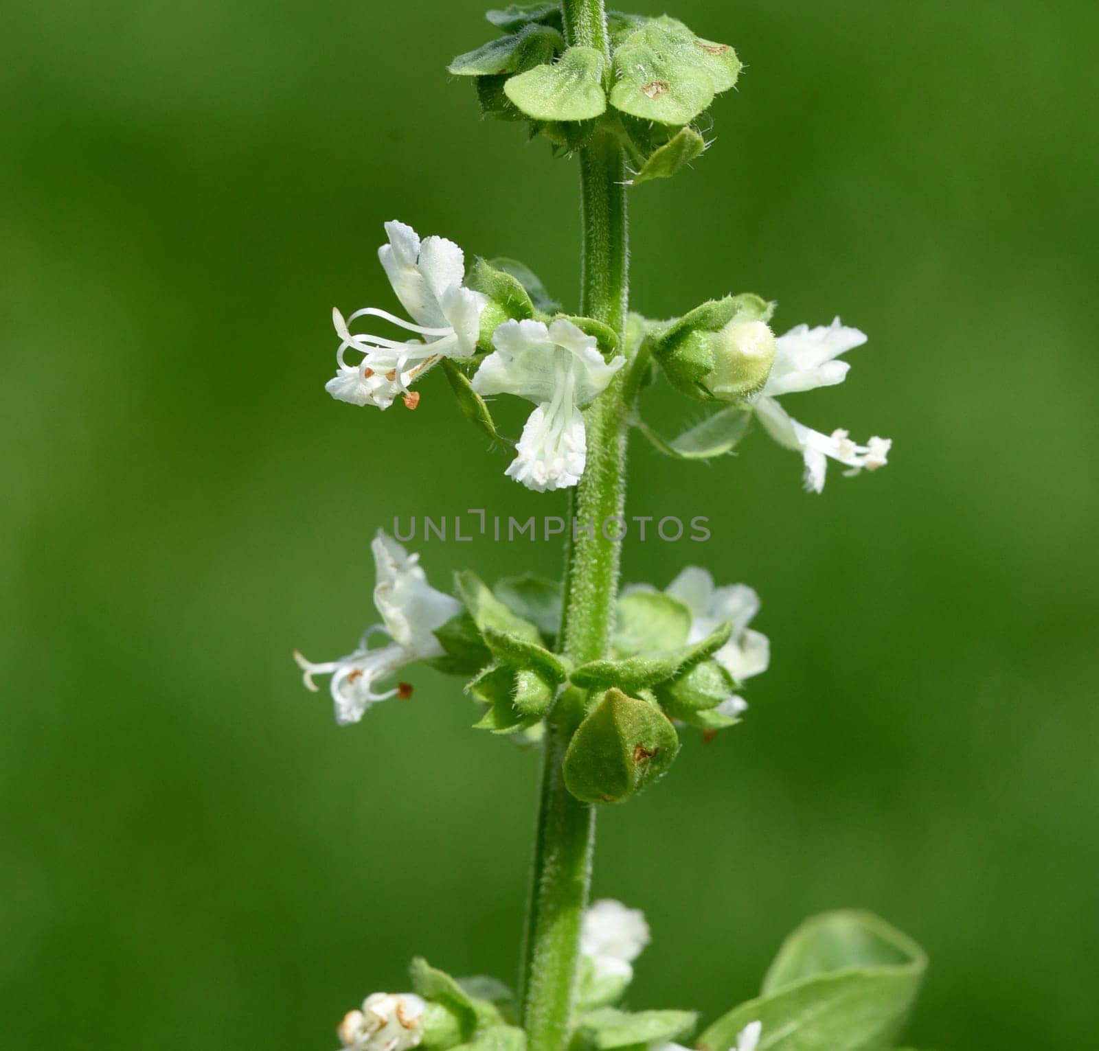 Basilikum, Ocimum, basilicum, Heilpflanze, Kraeuter