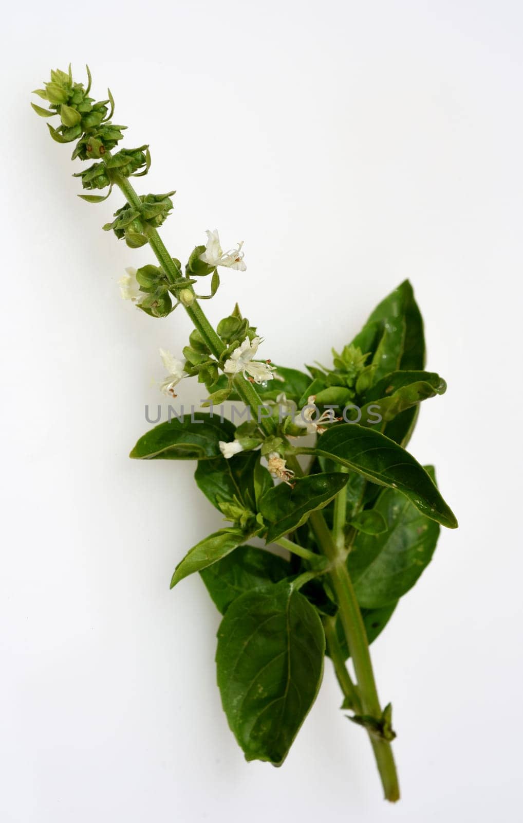 Basilikum, Ocimum, basilicum, Heilpflanze, Kraeuter