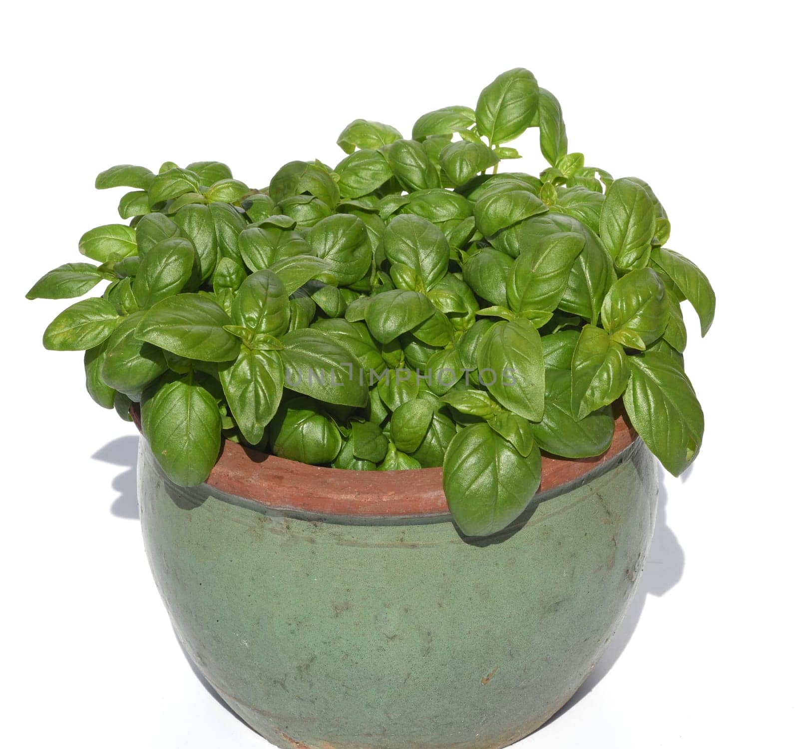 Basilikum, Ocimum basilicum, ist eine Heilpflanze und Kuechengewuerz mit gruenen Blaettern. Basil, Ocimum basilicum, is a medicinal plant and kitchen ware with green leaves.