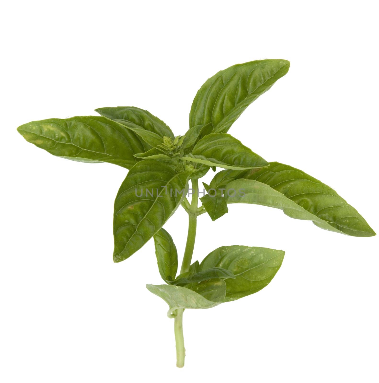 Basilikum  Ocimum  basilicum  Heilpflanze