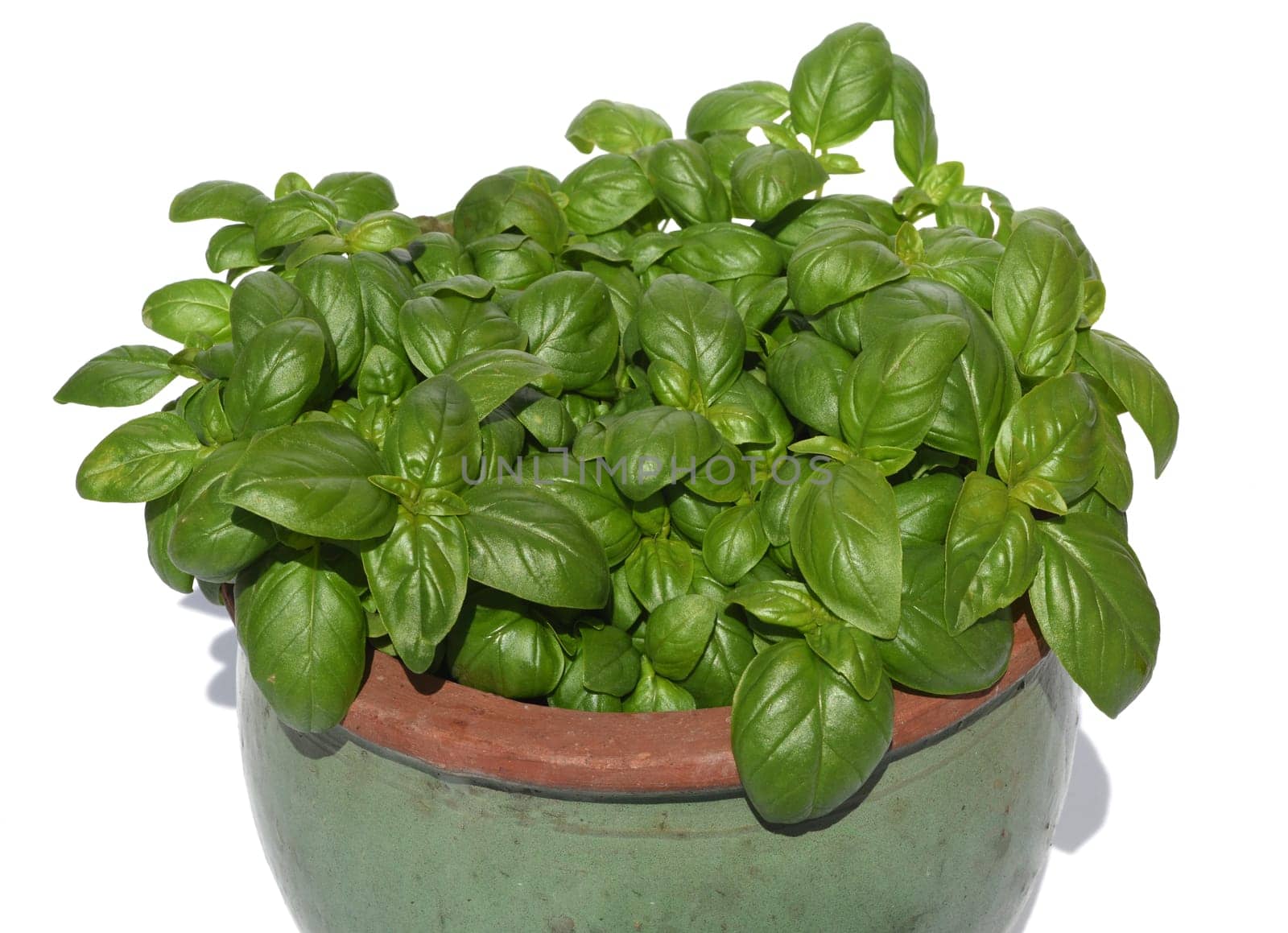 Basilikum, Ocimum basilicum, ist eine Heilpflanze und Kuechengewuerz mit gruenen Blaettern. Basil, Ocimum basilicum, is a medicinal plant and kitchen ware with green leaves.