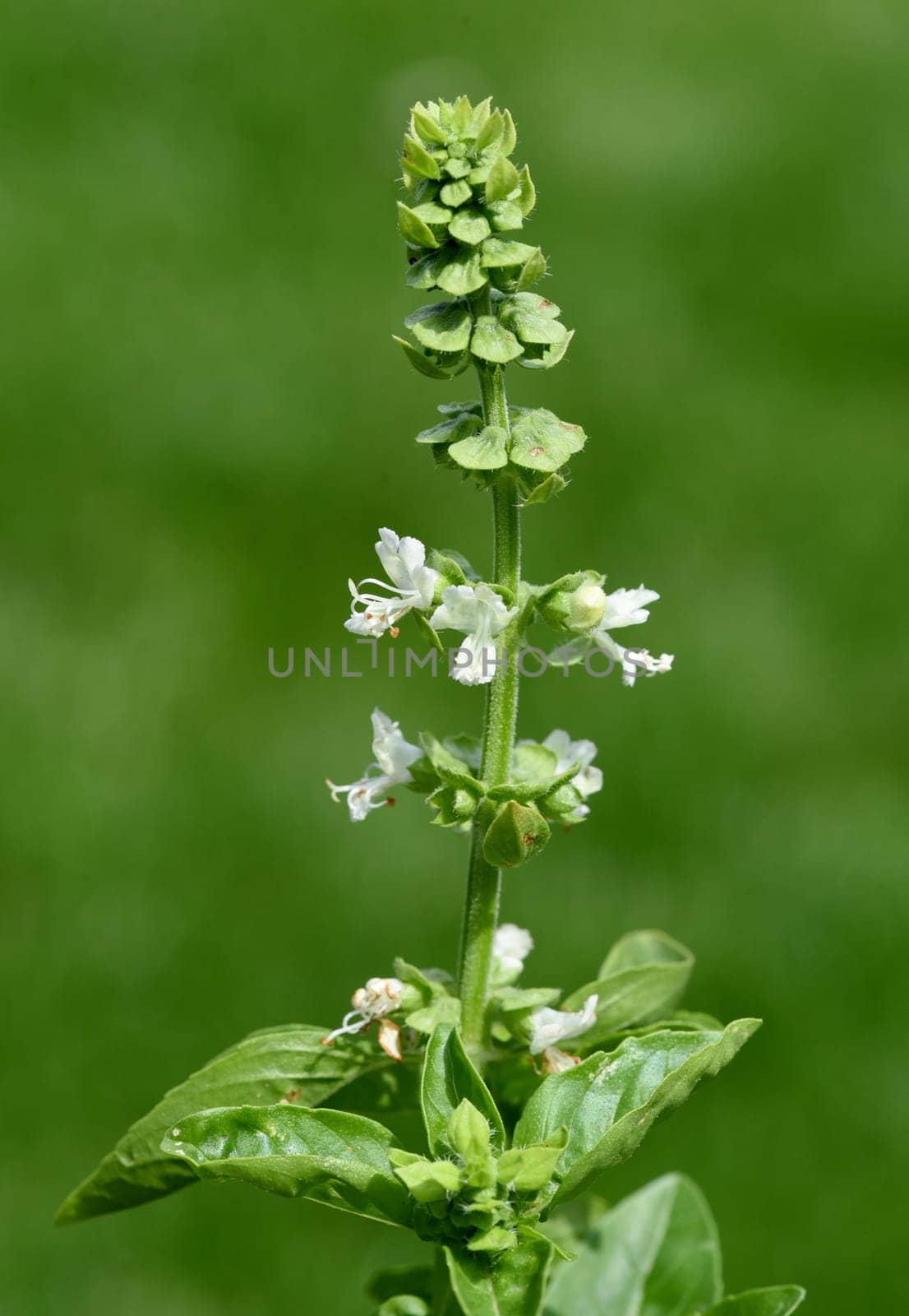 Basilikum, Ocimum, basilicum, Heilpflanze, Kraeuter