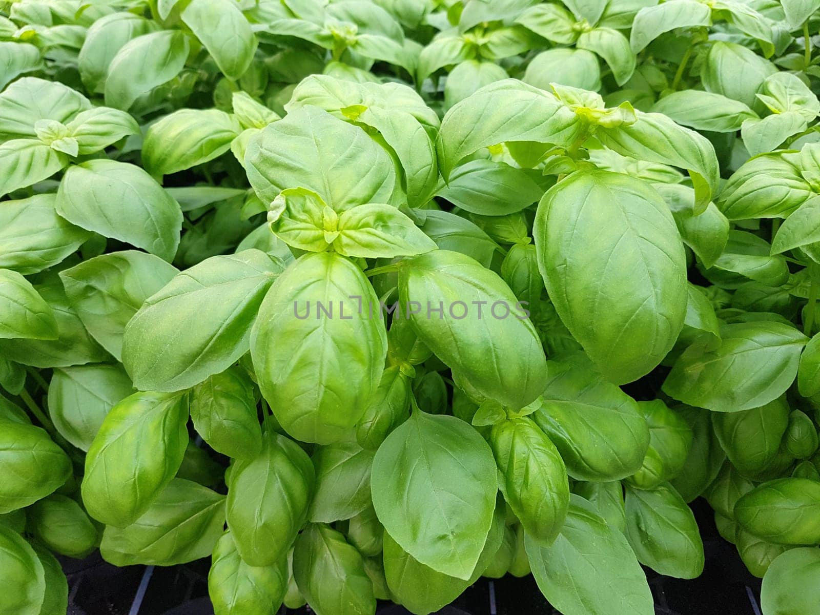 Basilikum, Ocimum, basilicum, Heilpflanze, Kraeuter