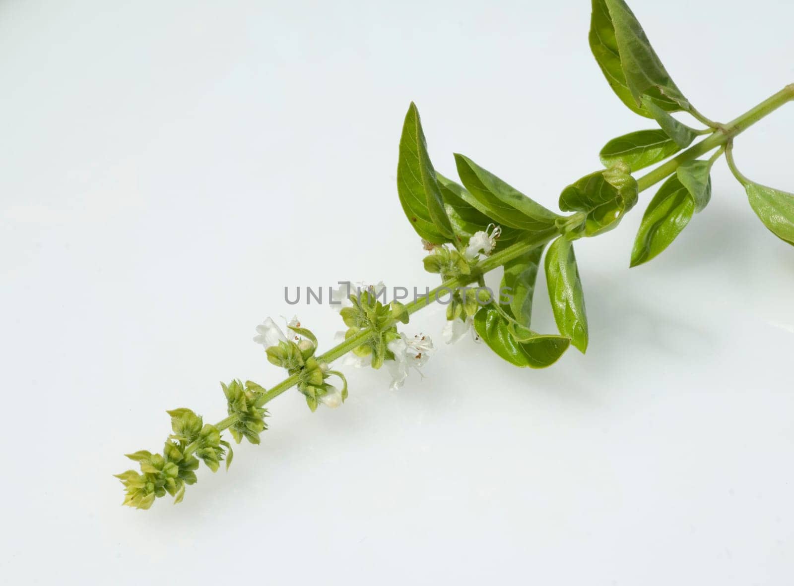 Basilikum  Ocimum basilicum, Bluete