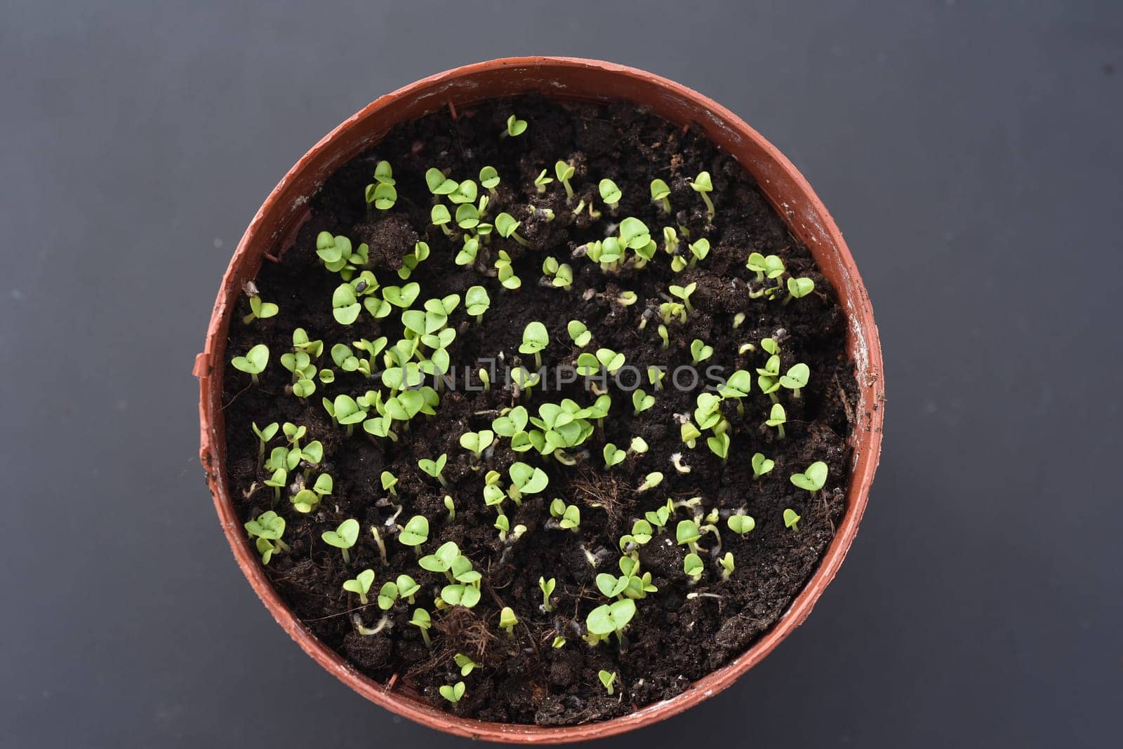 Basilikum, Ocimum, basilicum, Heilpflanze, Kraeuter, Anzucht