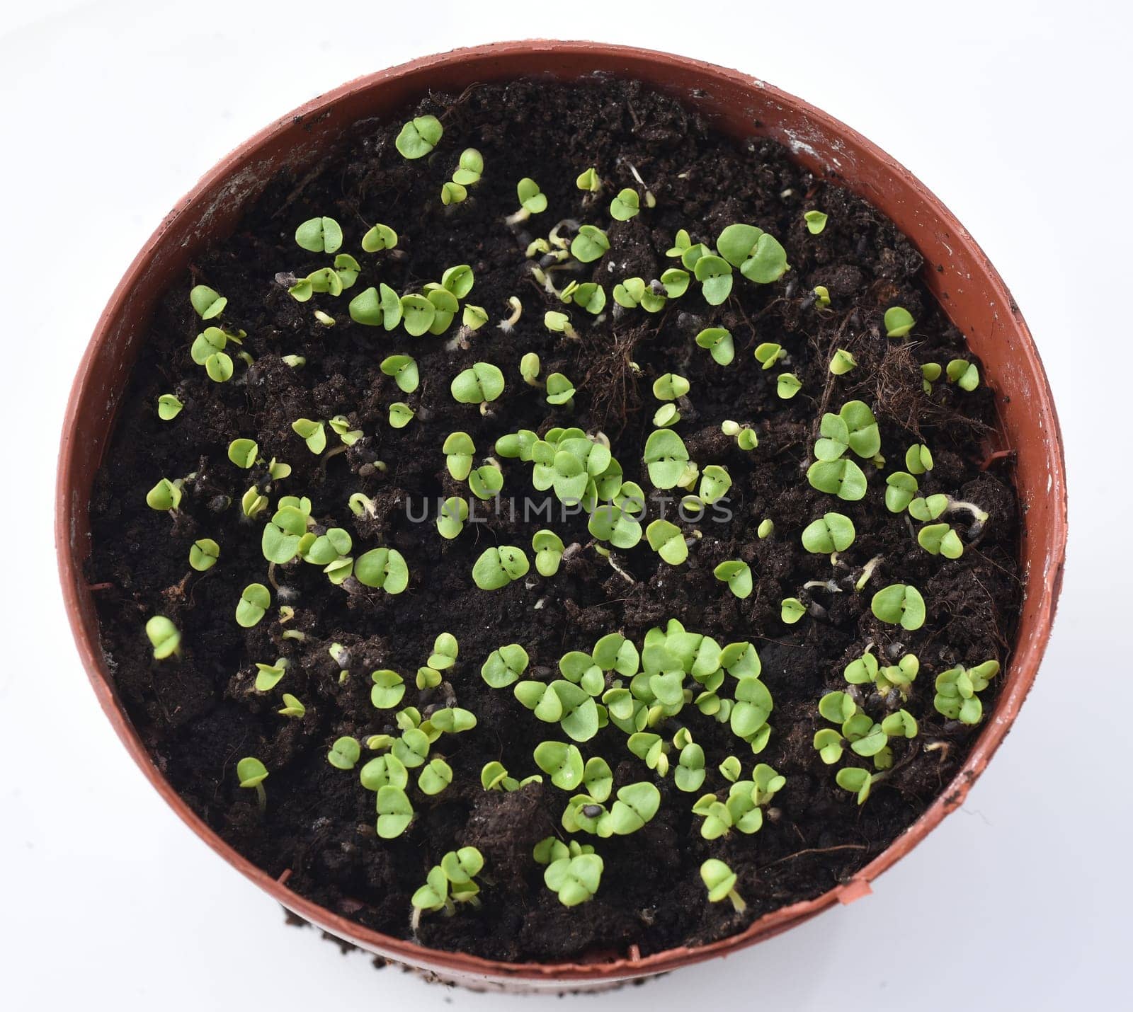 Basilikum, Ocimum, basilicum, Heilpflanze, Kraeuter, Anzucht