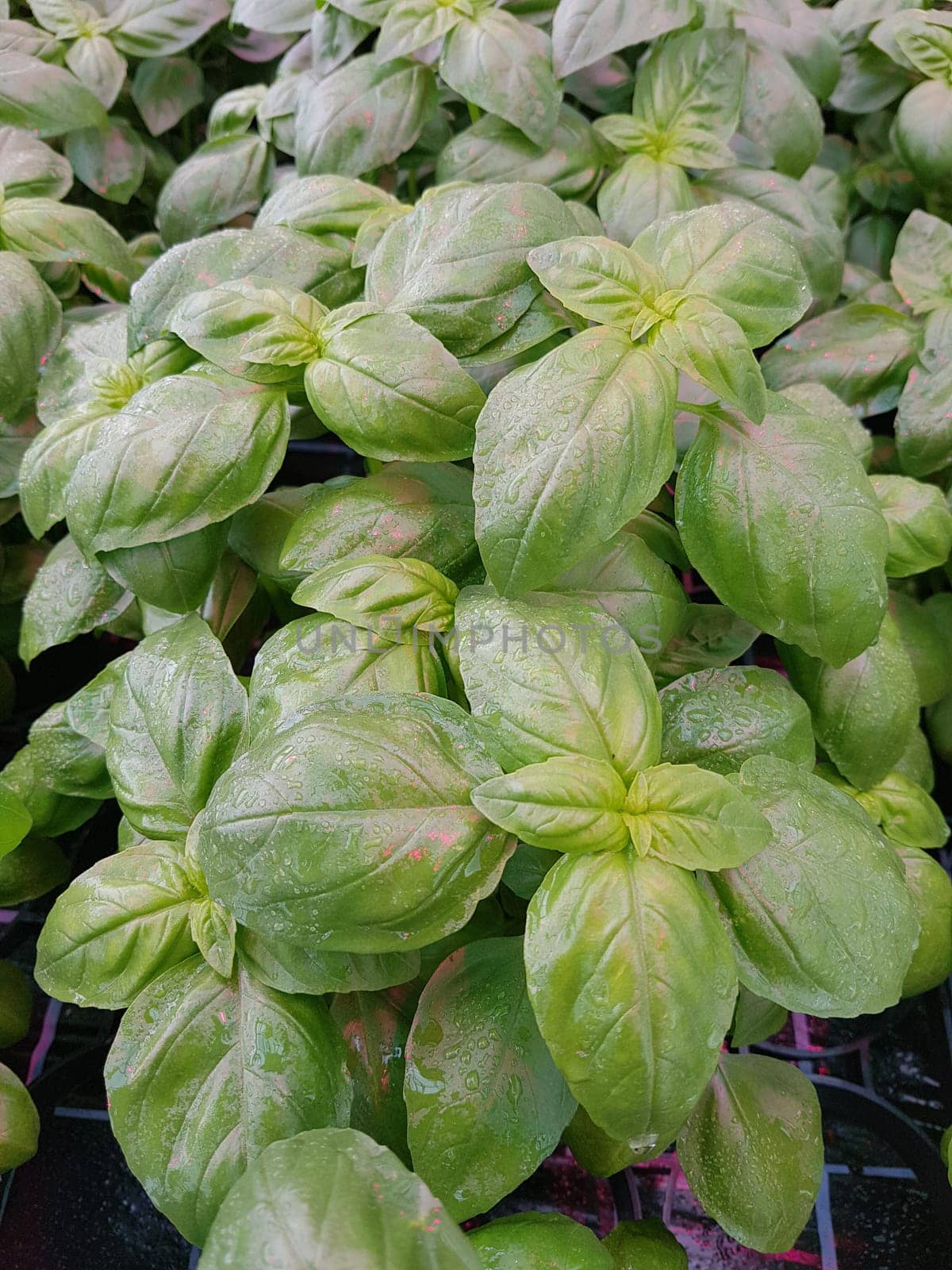 Basilikum, Ocimum, basilicum, Heilpflanze, Kraeuter