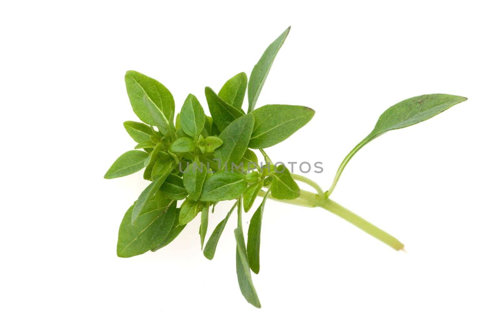Basilikum, Ocimum, basilicum