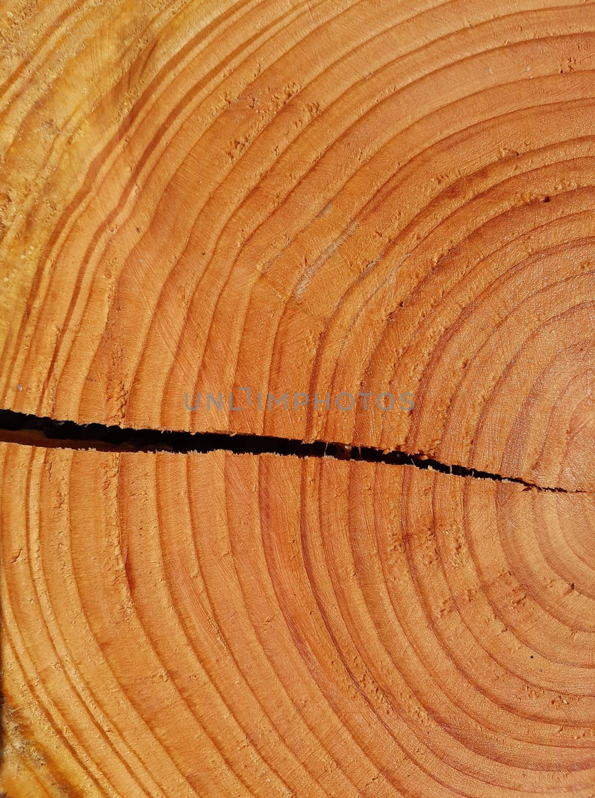 Jahresringe  Baumscheibe  Fichte