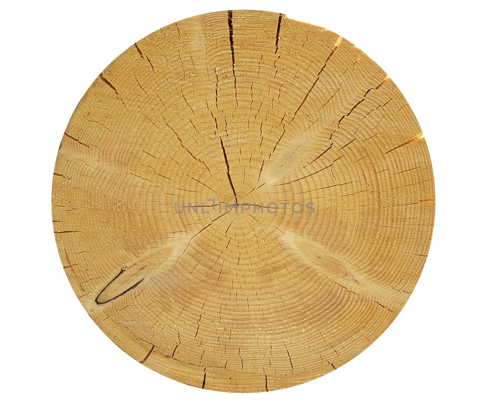 Jahresringe, Jahrring, Holzring, Maserung, Holzscheibe
