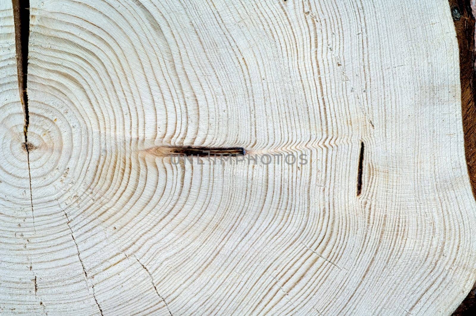 Jahresringe  Fichte  Picea  abies  Rottanne  Jahrring  Holzring