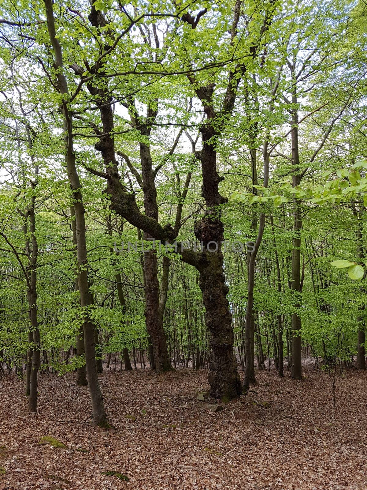 Urwald, Sababurg, Reinhardswald
