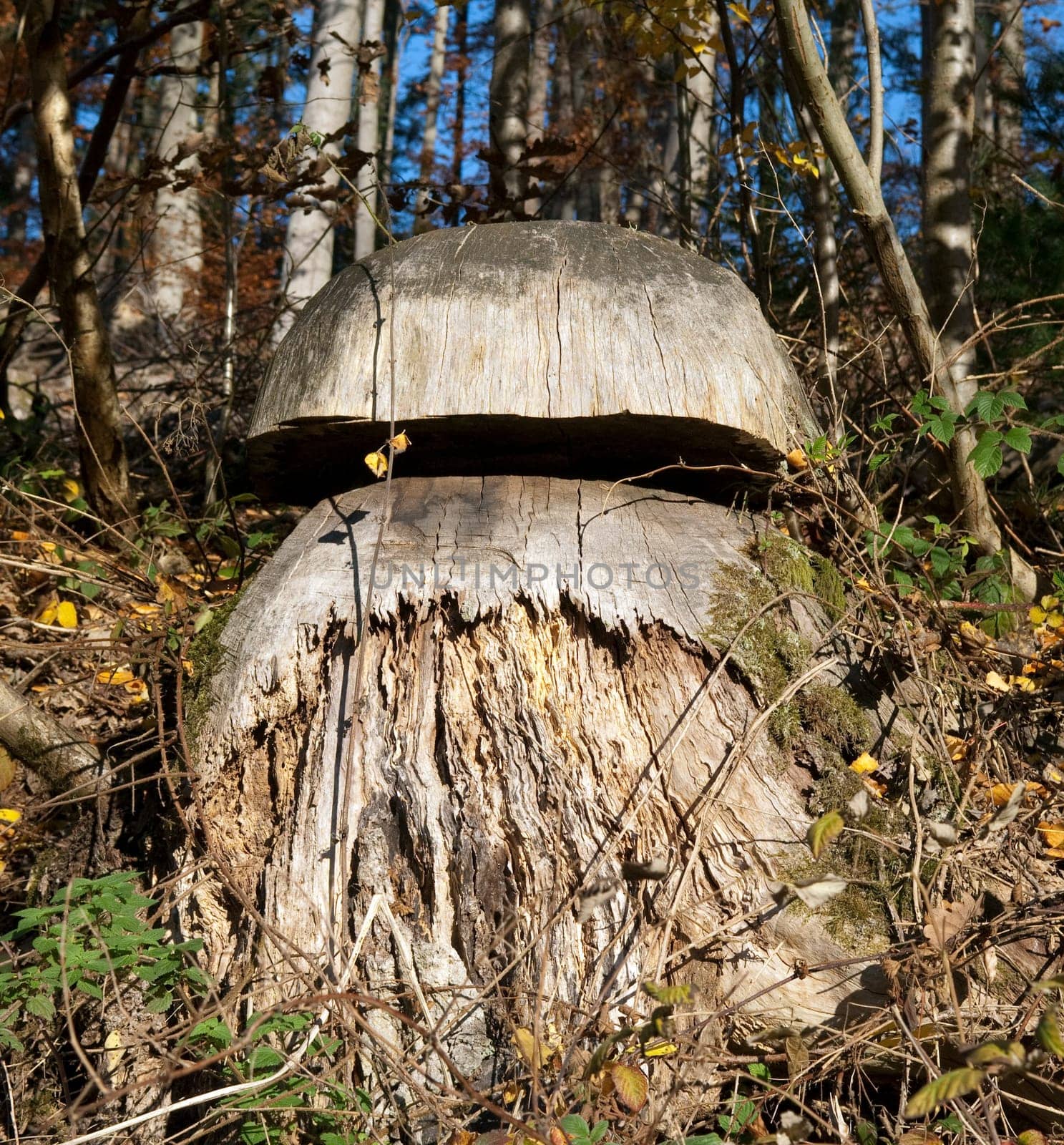 Baumstumpf, Pilz