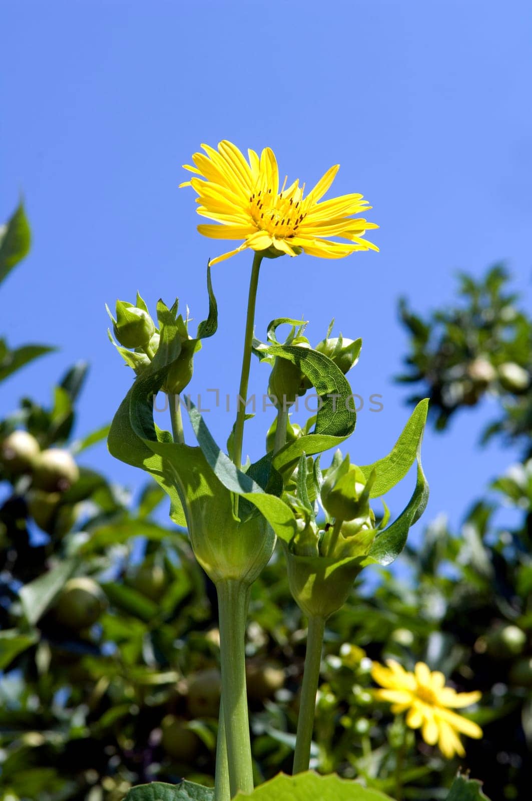 Becherpflanze, Silphium