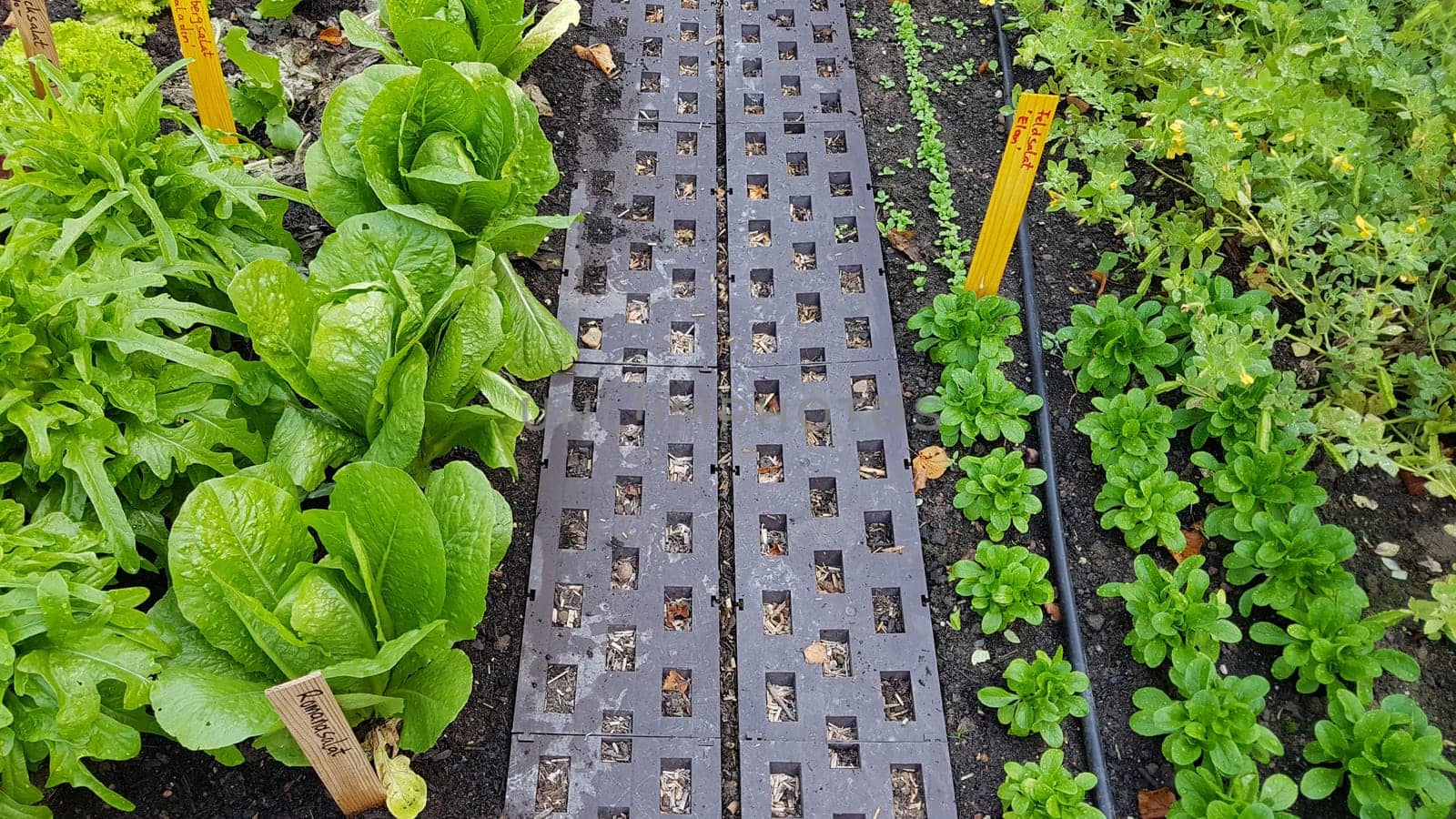 Beetlaufsteg, Laufsteg, Weg, Garten
