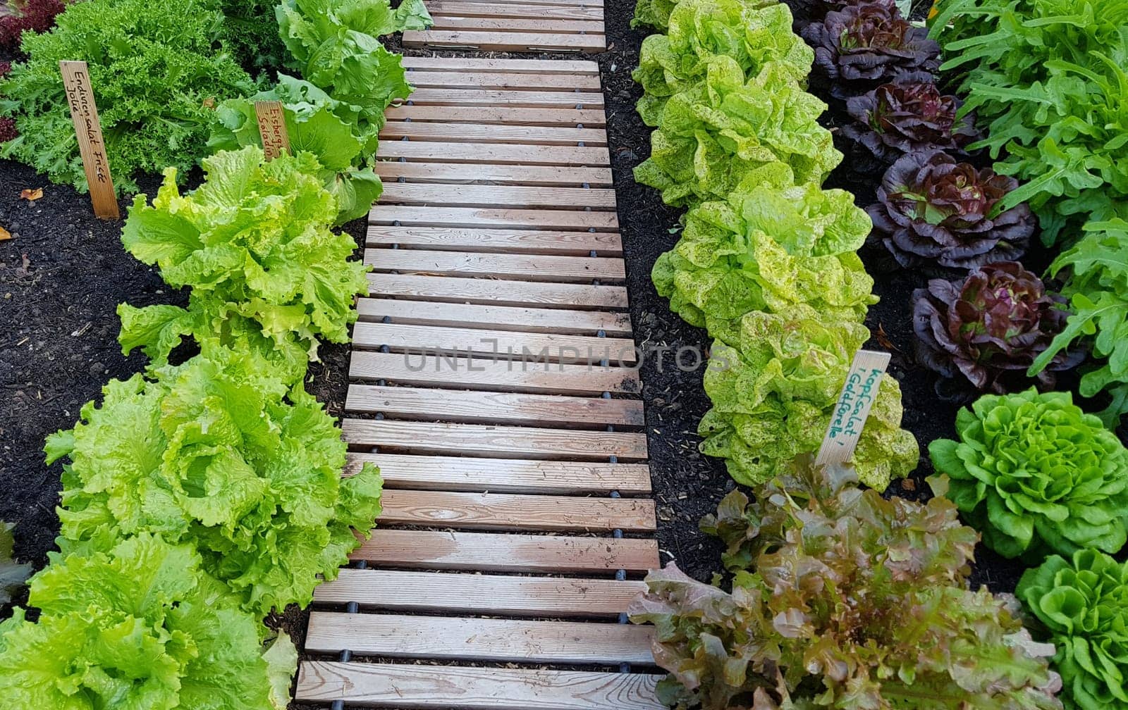 Beetlaufsteg, Laufsteg, Weg, Garten