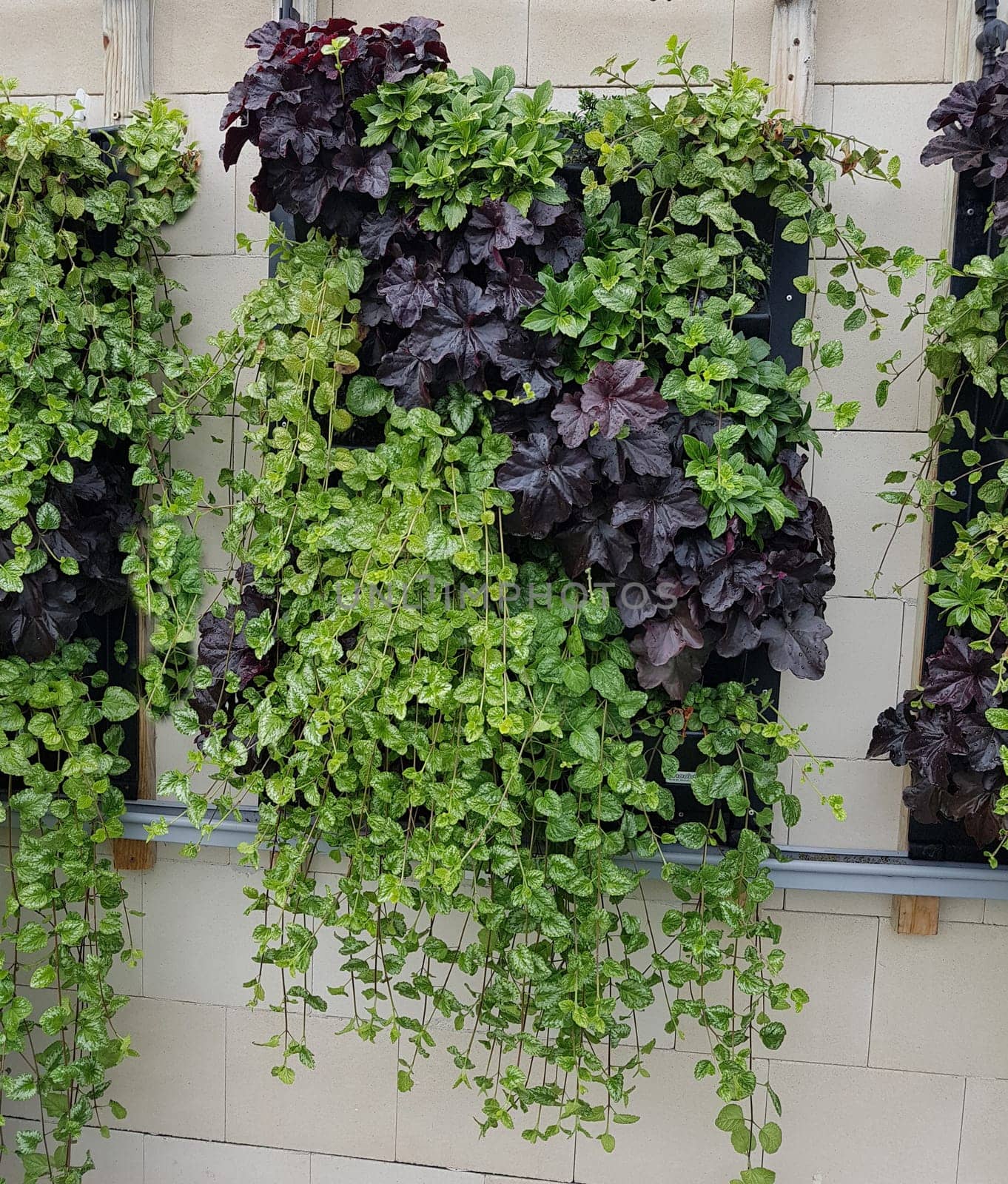 Schoene Fassadenbegruenung fuer bessere Luft in Staedten. Nice facade greening for better air in cities.