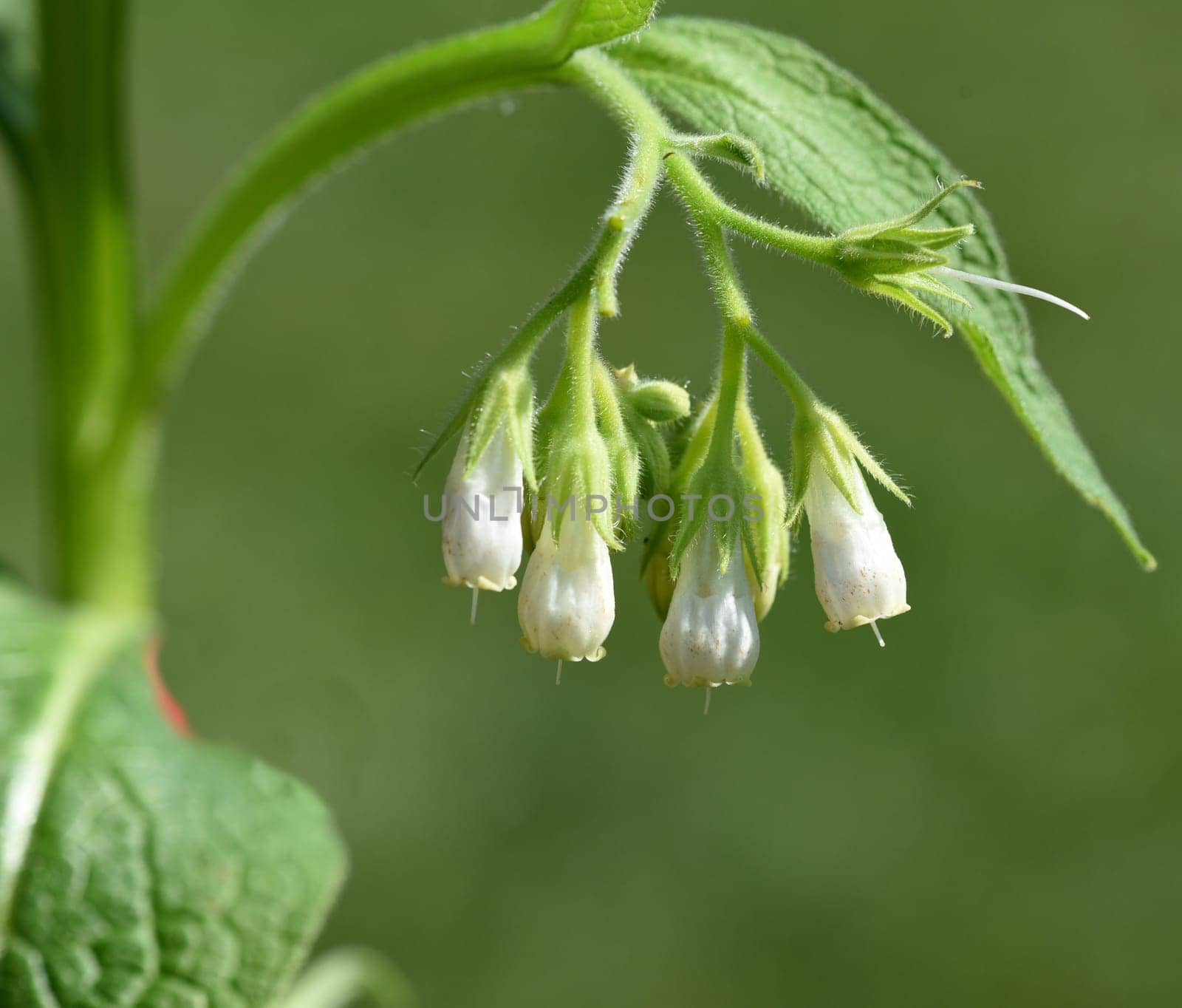 Beinwell, Symphytum, officinale, ist eine Wildpflanze mit weissen oder lila Blueten. Sie ist eine wichtige Heilpflanze und wird auch in der Medizin verwendet. Comfrey, Symphytum, officinale, is a wild plant with white or purple flowers. It is an important medicinal plant and is also used in medicine.