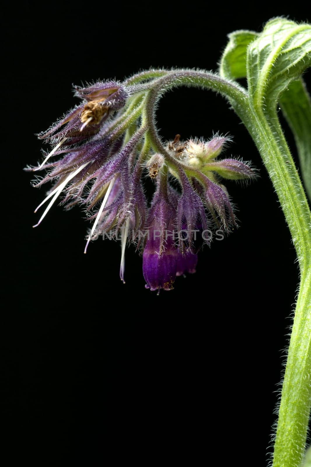 Beinwell, Symphytum, officinale