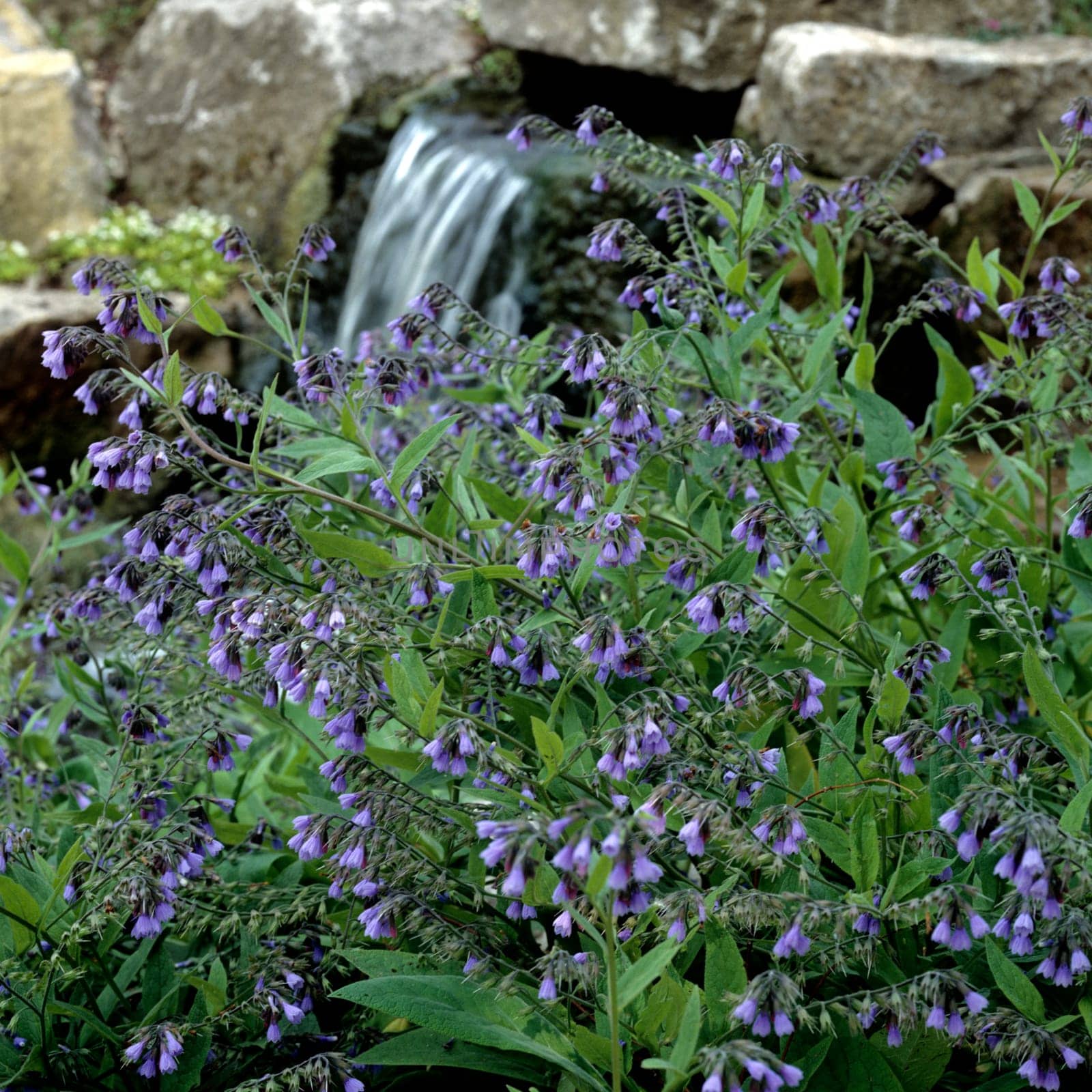 Beinwell  Symphytum officinale