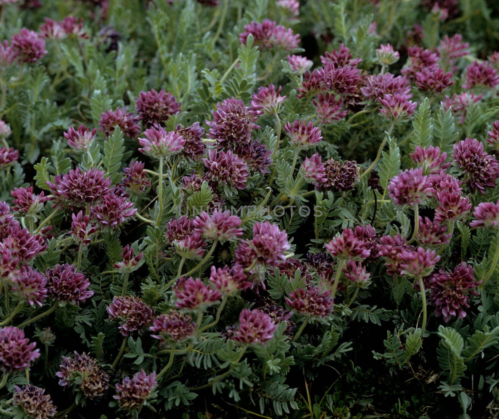 Berg-Wundklee  Anthyllis montana