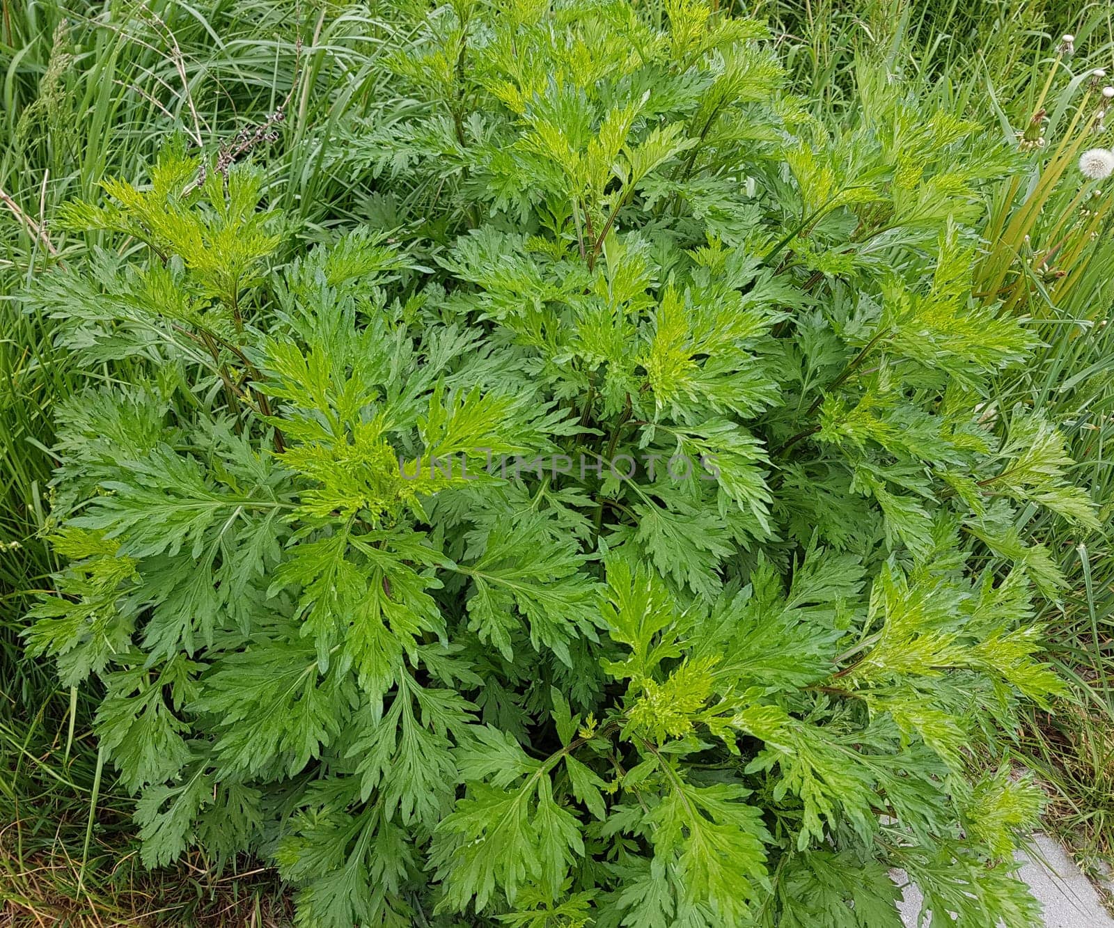 Beifuss  Artemisia  vulgaris, Sproessling