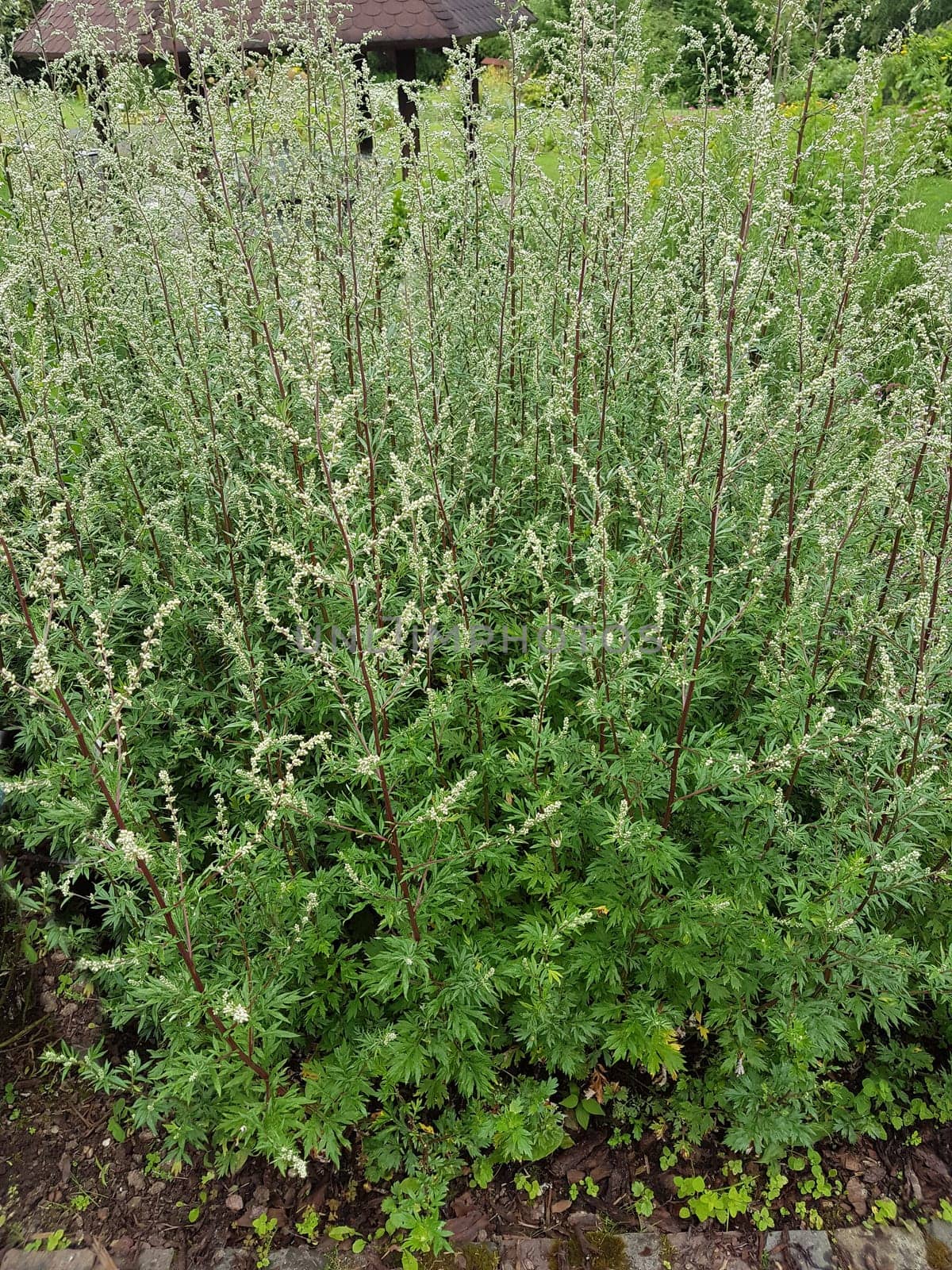 Beifuss  Artemisia  vulgaris, Heilpflanze