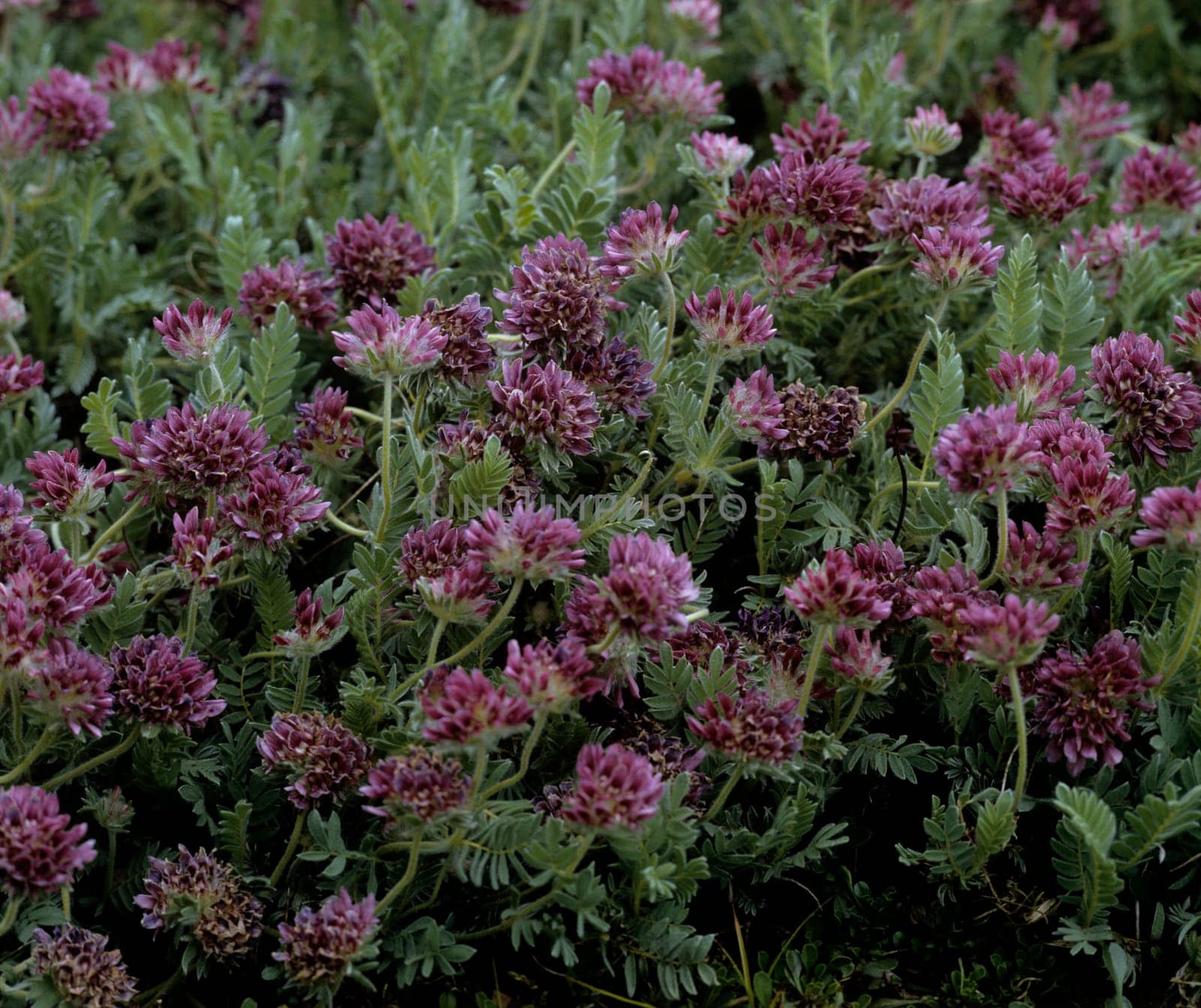 Berg-Wundklee  Anthyllis montana