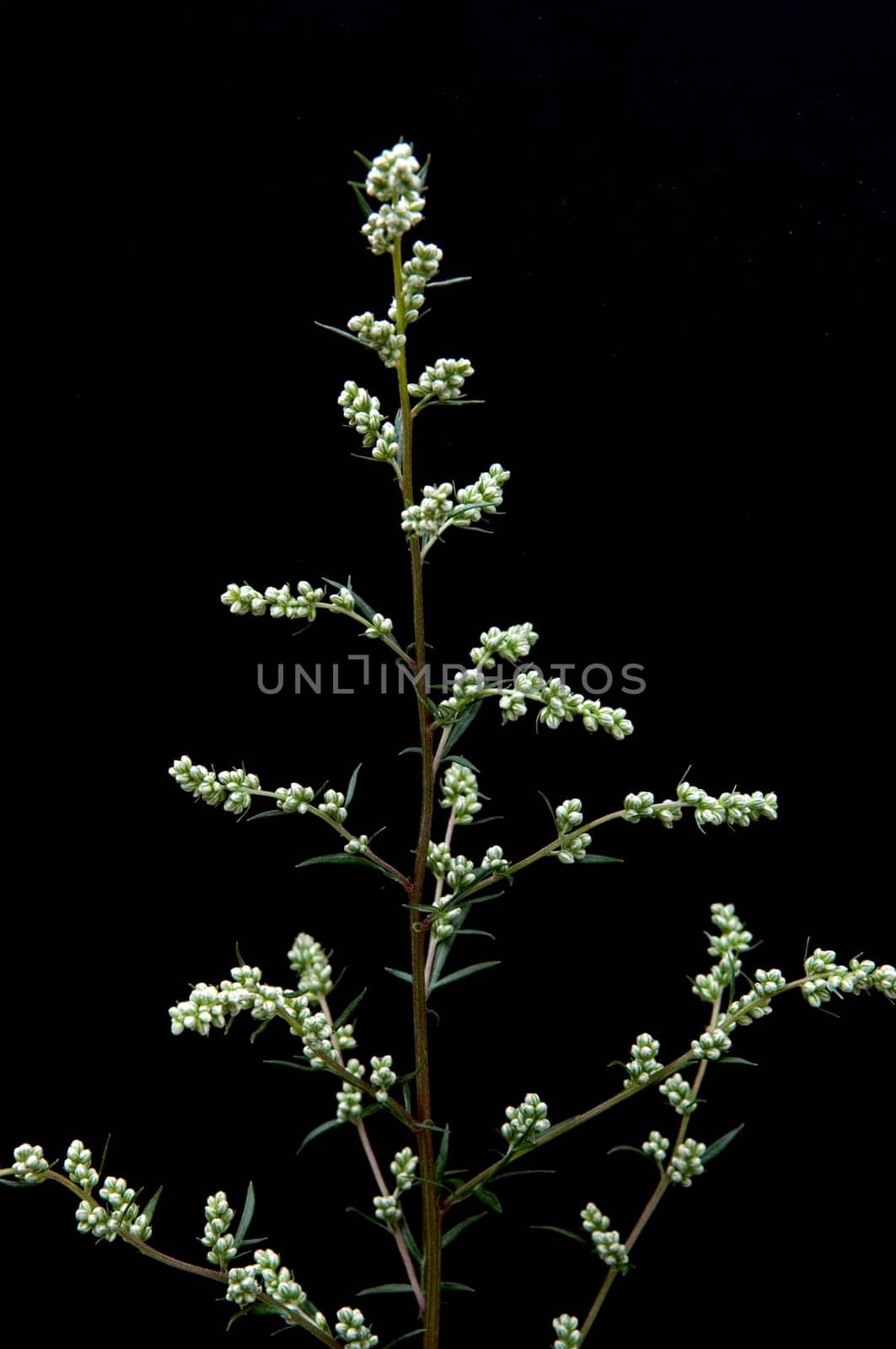 Beifuss  Artemisia vulgaris