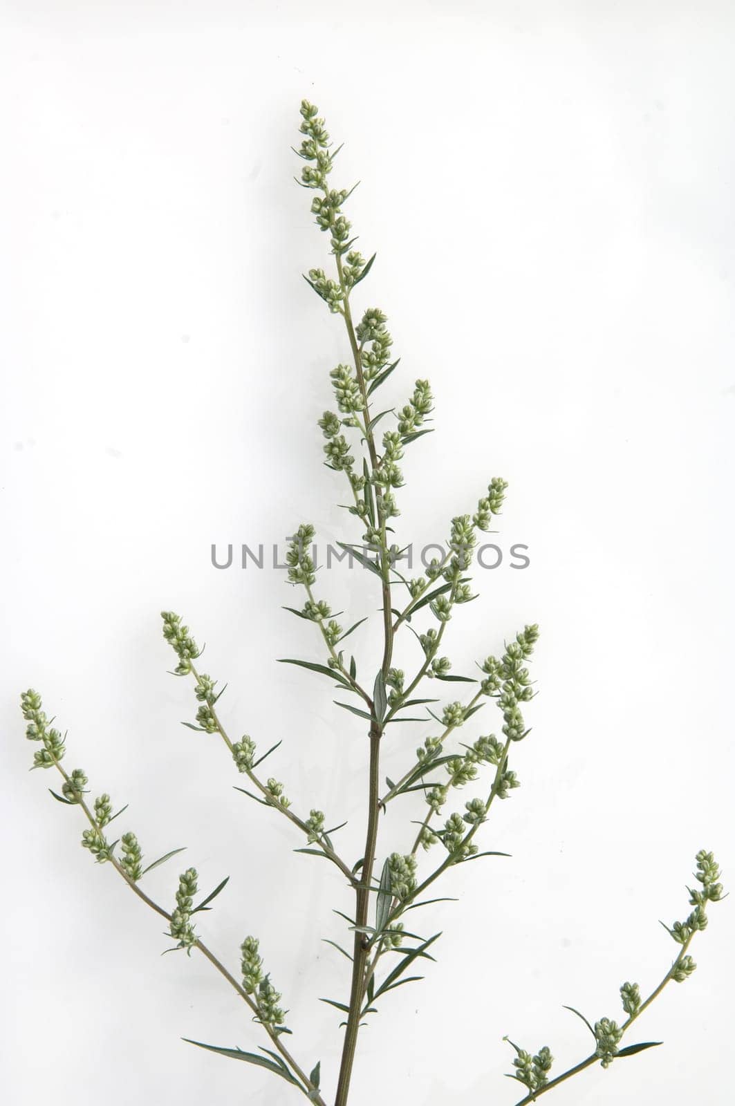 Beifuss, Artemisia, vulgaris, Heilpflanze, Kraeuter, Heilpflanzen, -