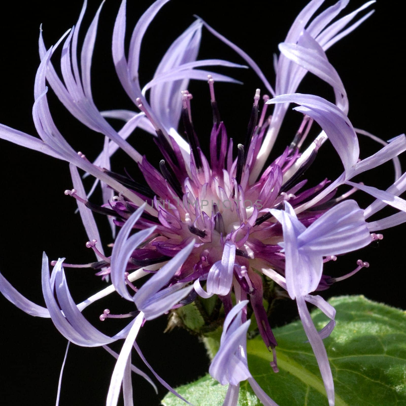 Berg-Flockenblume  Centaurea montana