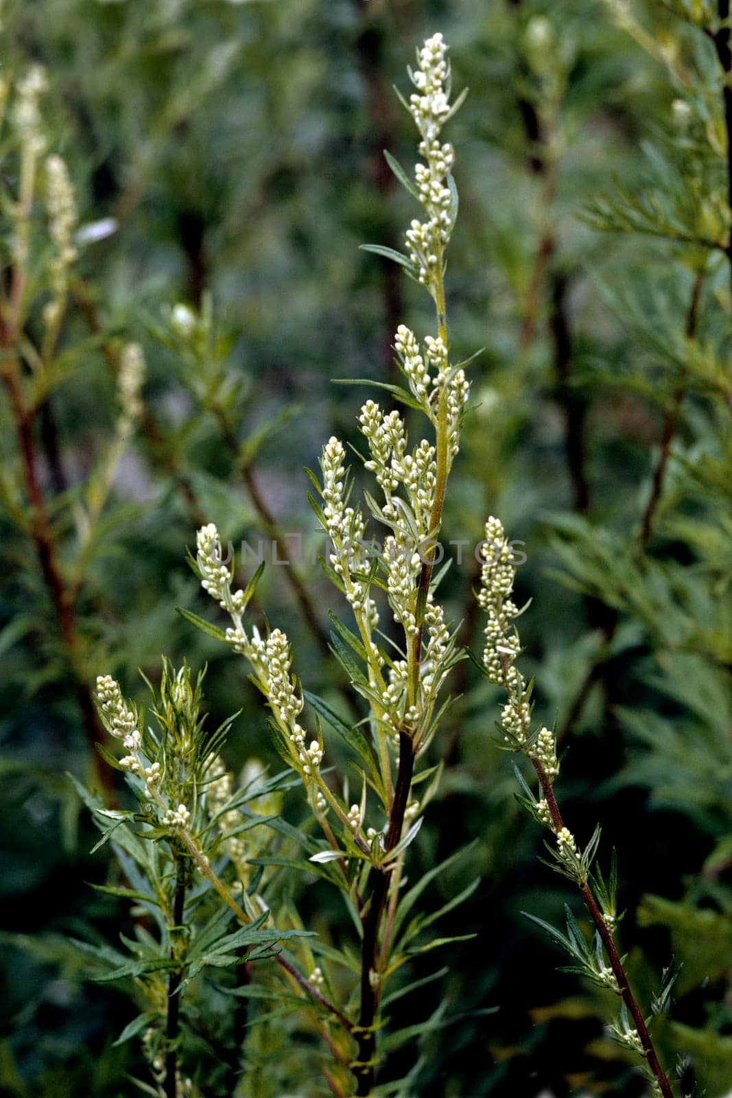 Beifuss  Artemisia  vulgaris