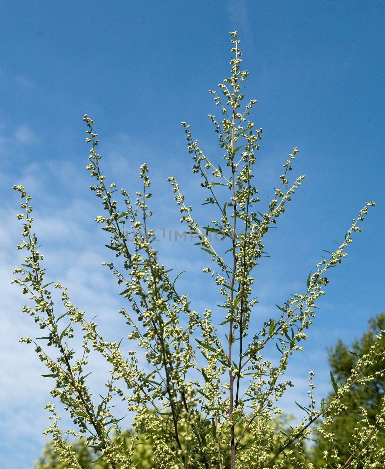 Beifuss  Artemisia vulgaris