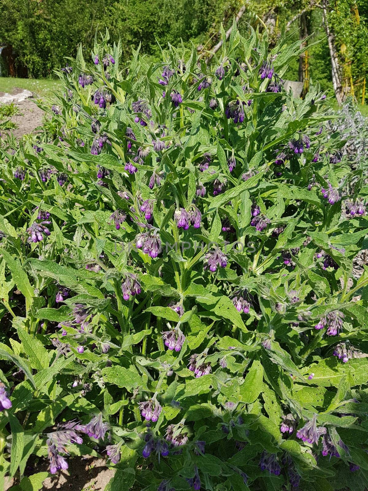 Beinwell, Symphytum, officinale