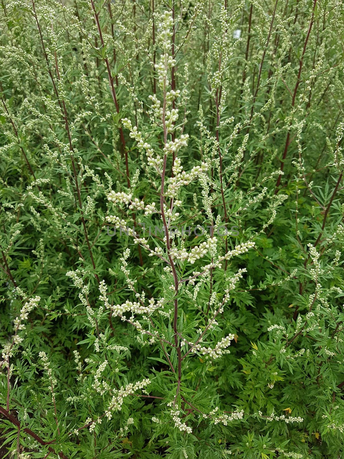 Beifuss  Artemisia  vulgaris, Heilpflanze