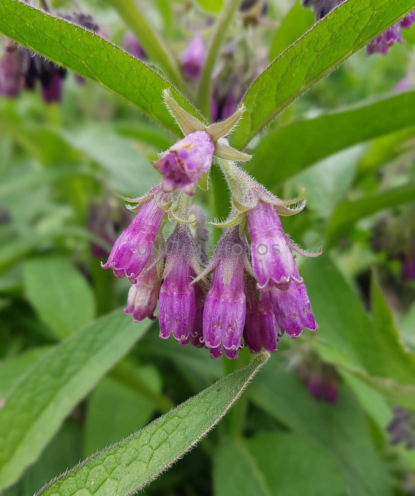 Beinwell, Symphytum, officinale