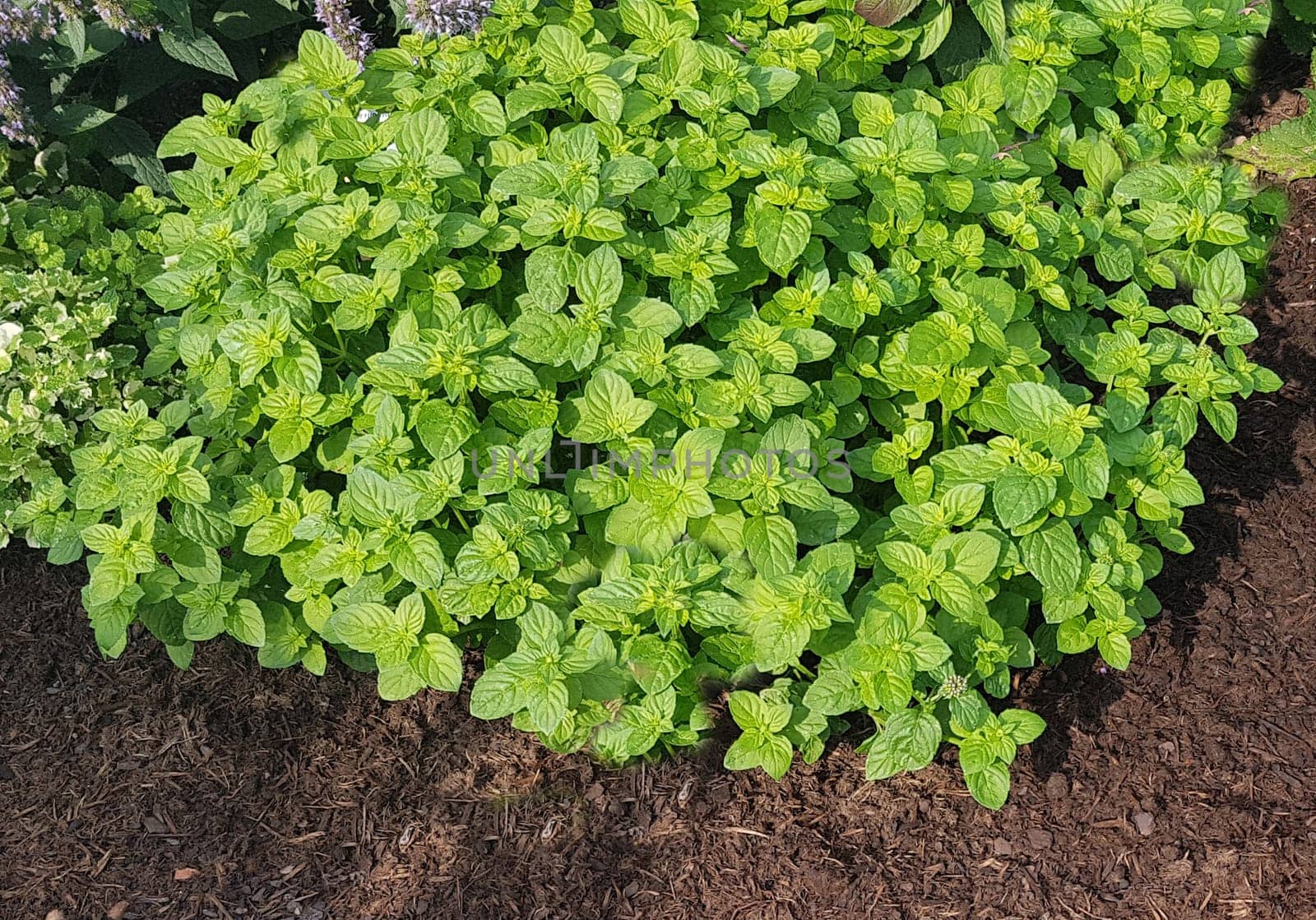 Bergamotte-Minze, Mentha, Pfefferminze, Kraeuter, Heilpflanze